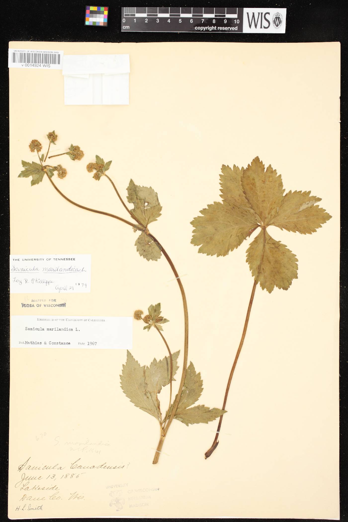 Sanicula marilandica image