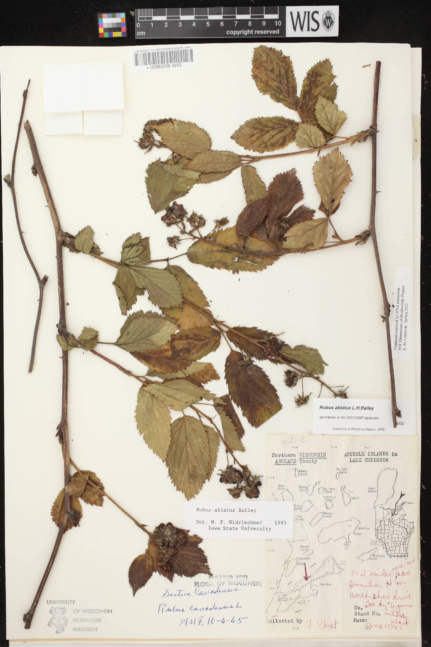 Rubus pensilvanicus image