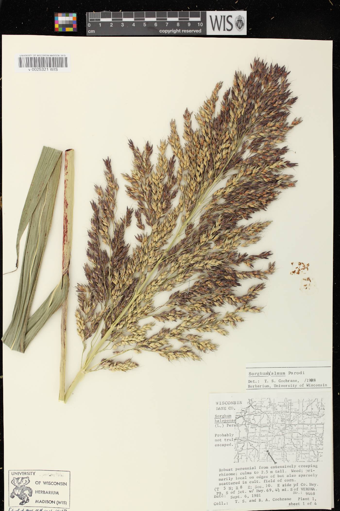 Sorghum X almum image