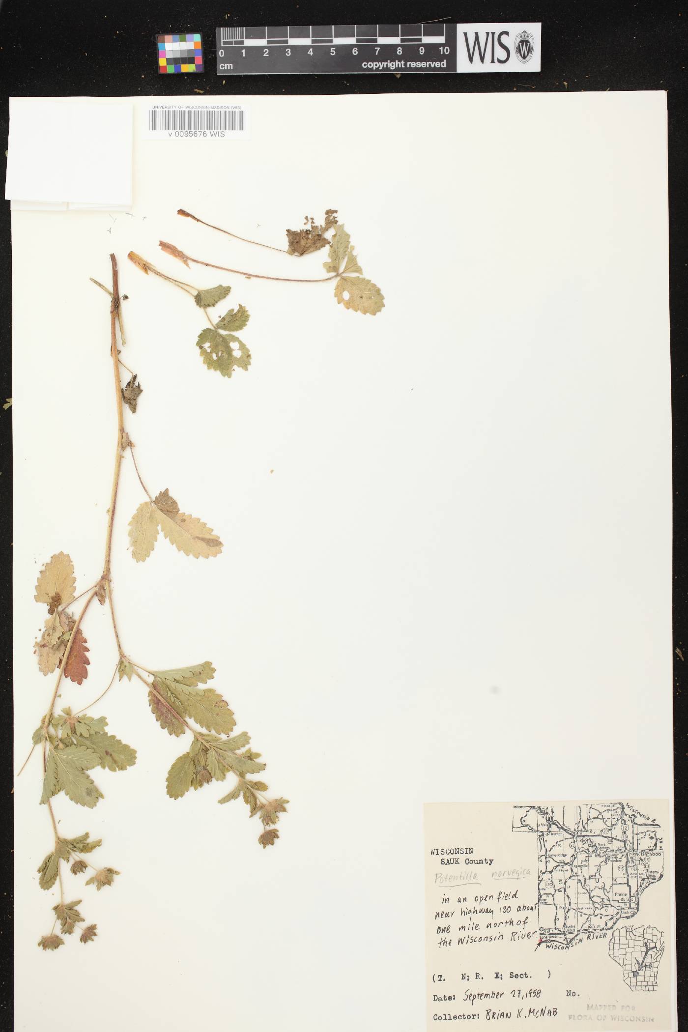 Potentilla norvegica image