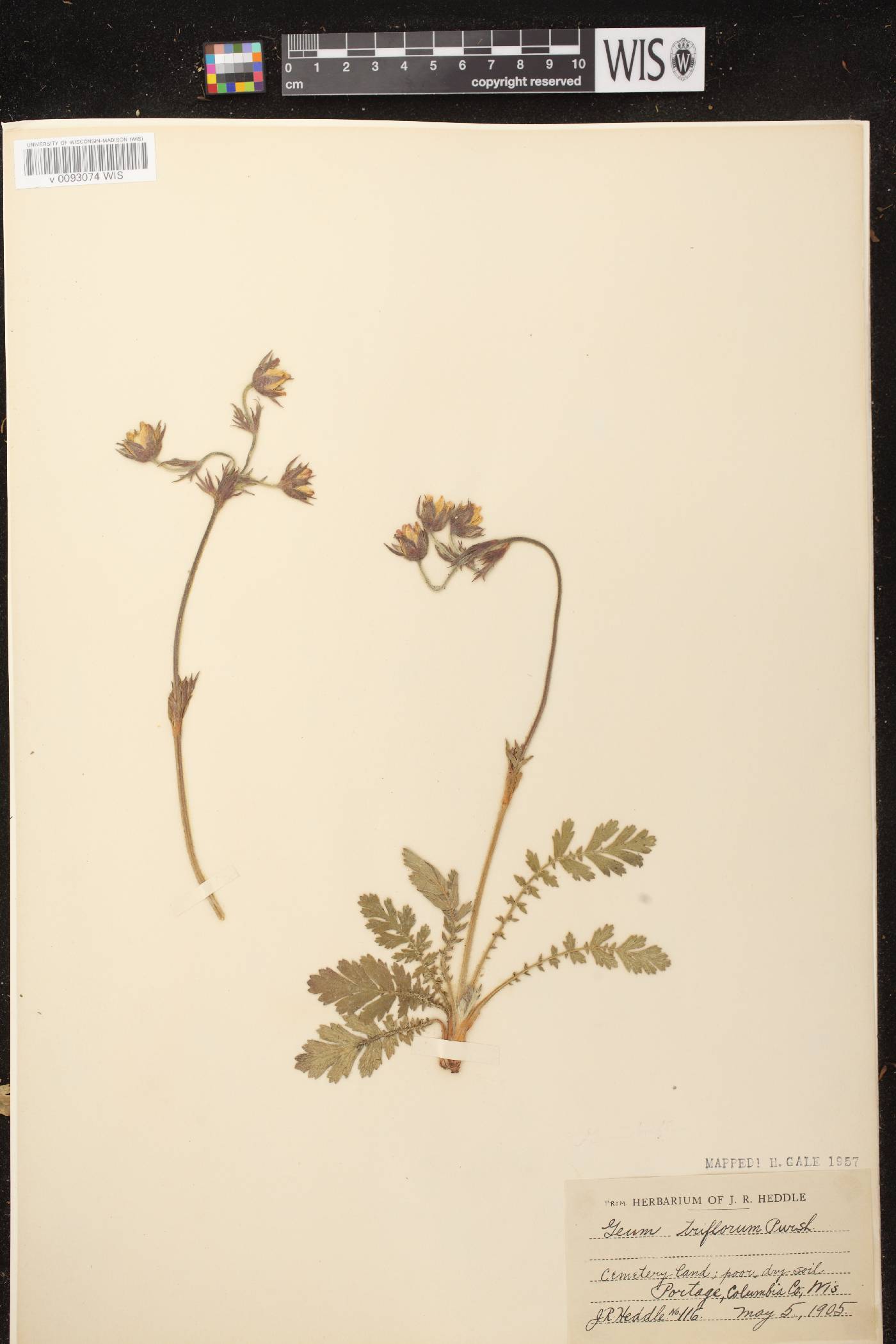 Geum triflorum var. triflorum image