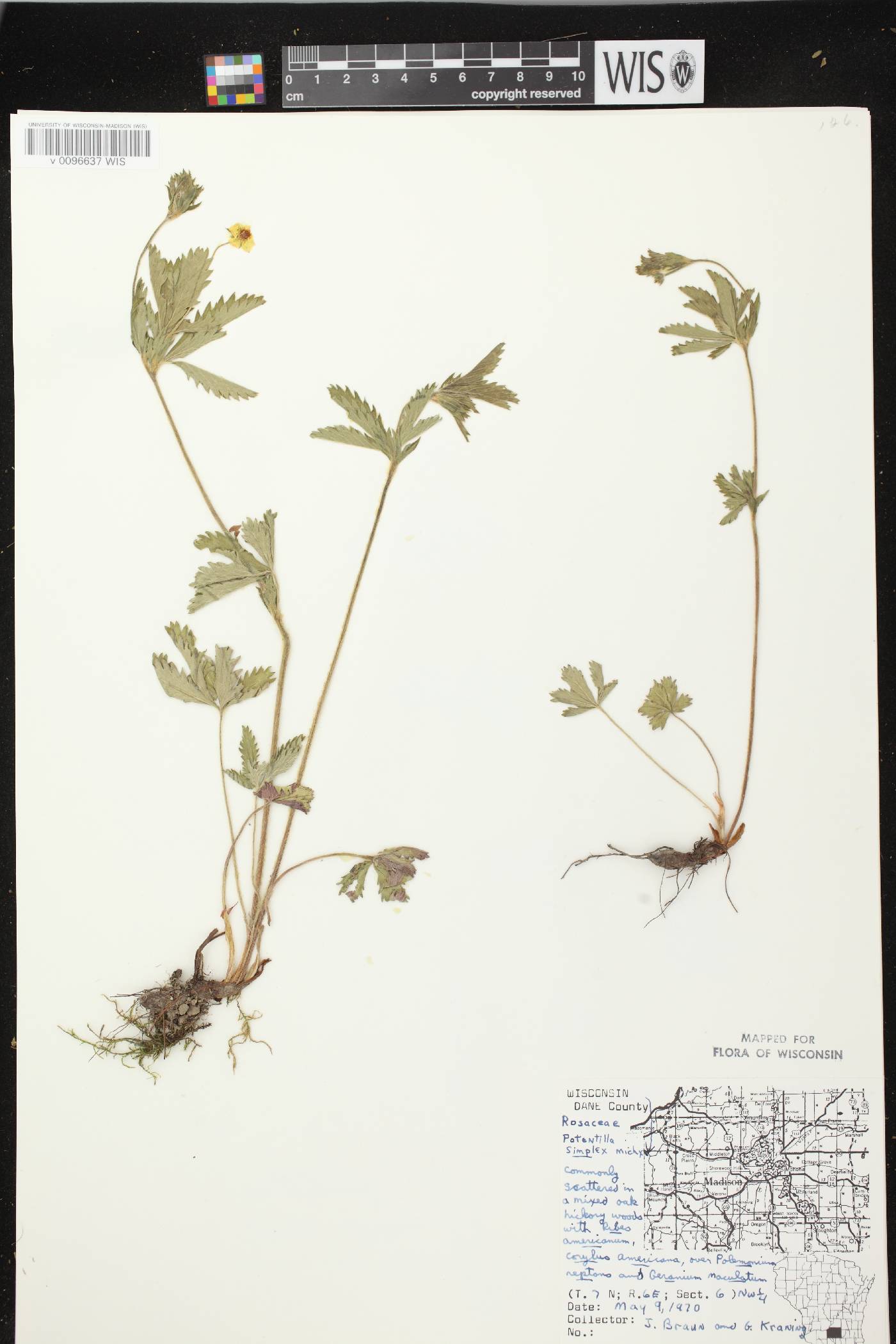 Potentilla simplex image