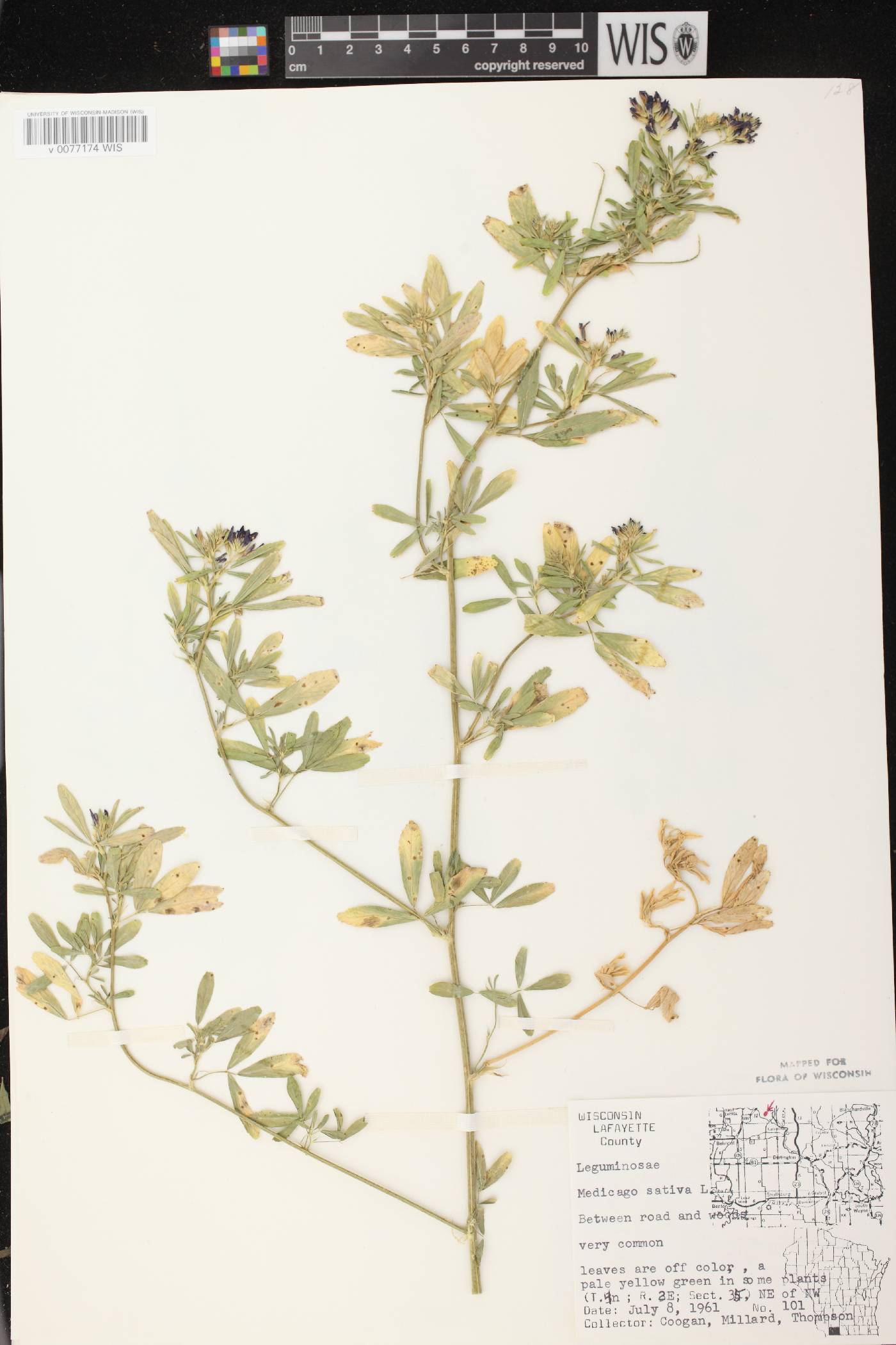 Medicago sativa image