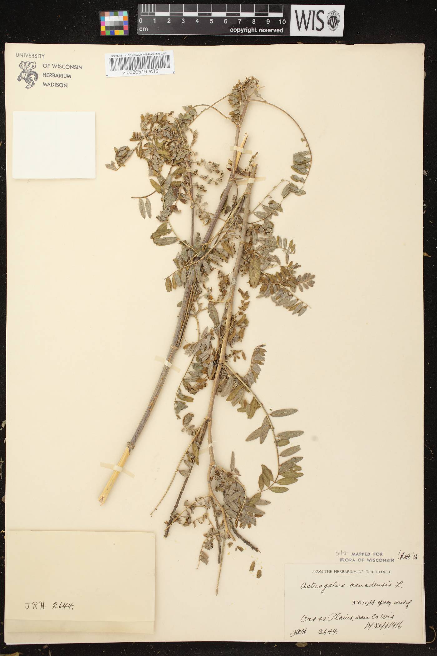 Astragalus canadensis var. canadensis image
