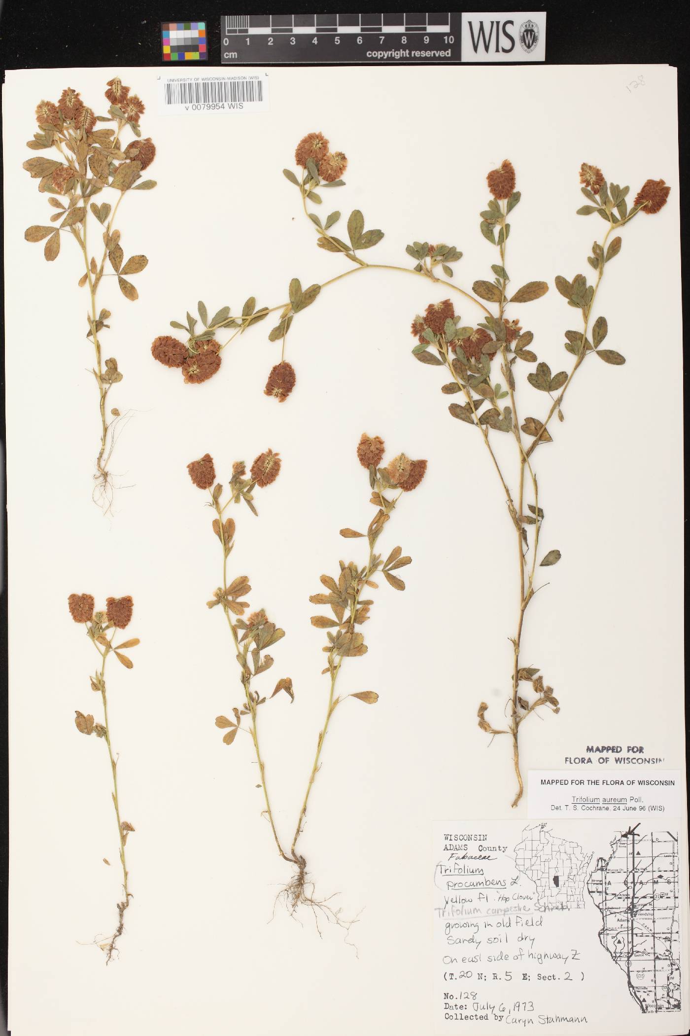 Trifolium aureum image