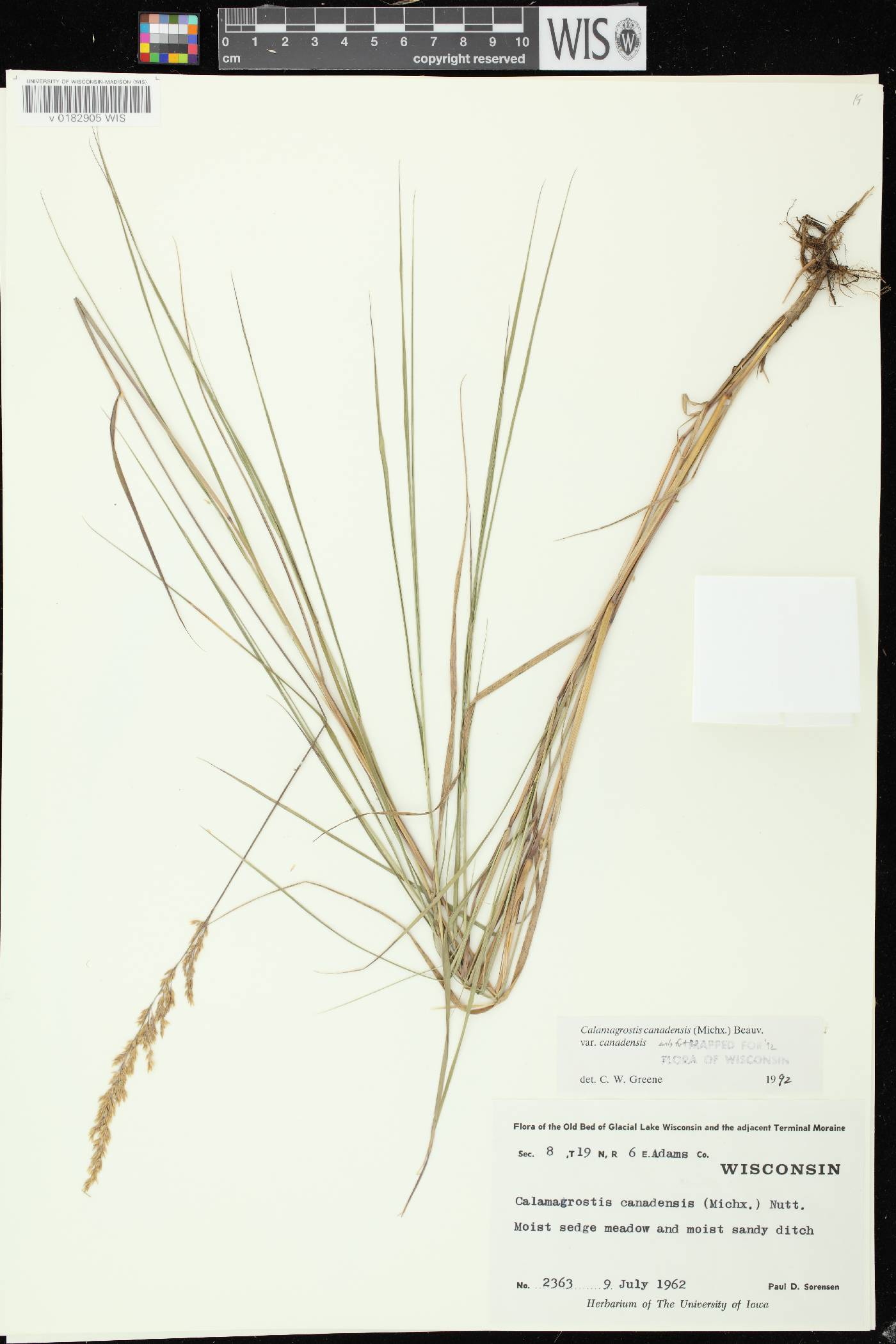 Calamagrostis canadensis var. canadensis image