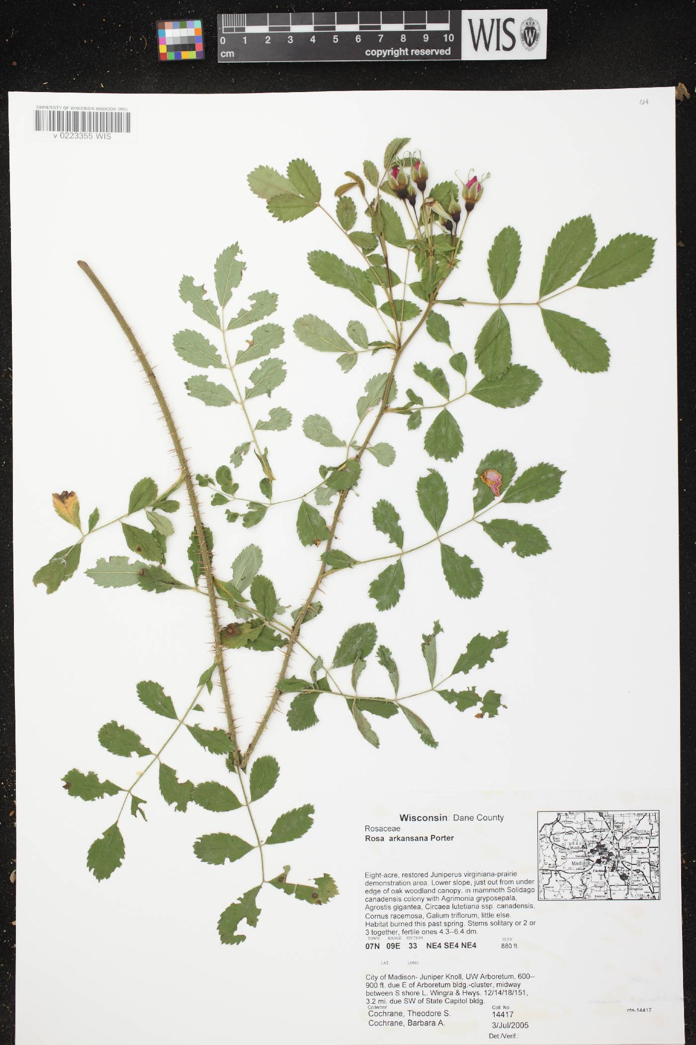 Rosa arkansana image