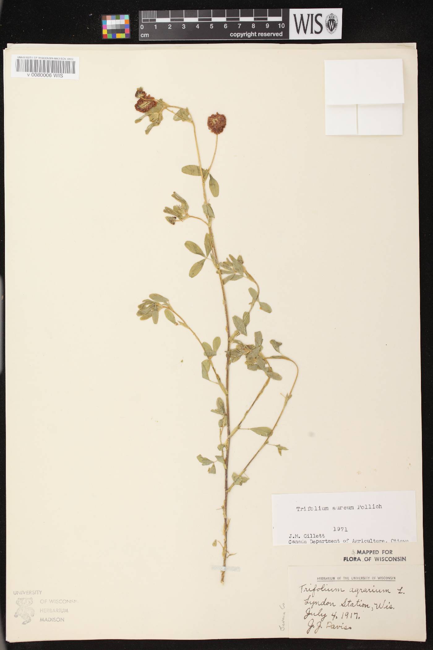 Trifolium aureum image