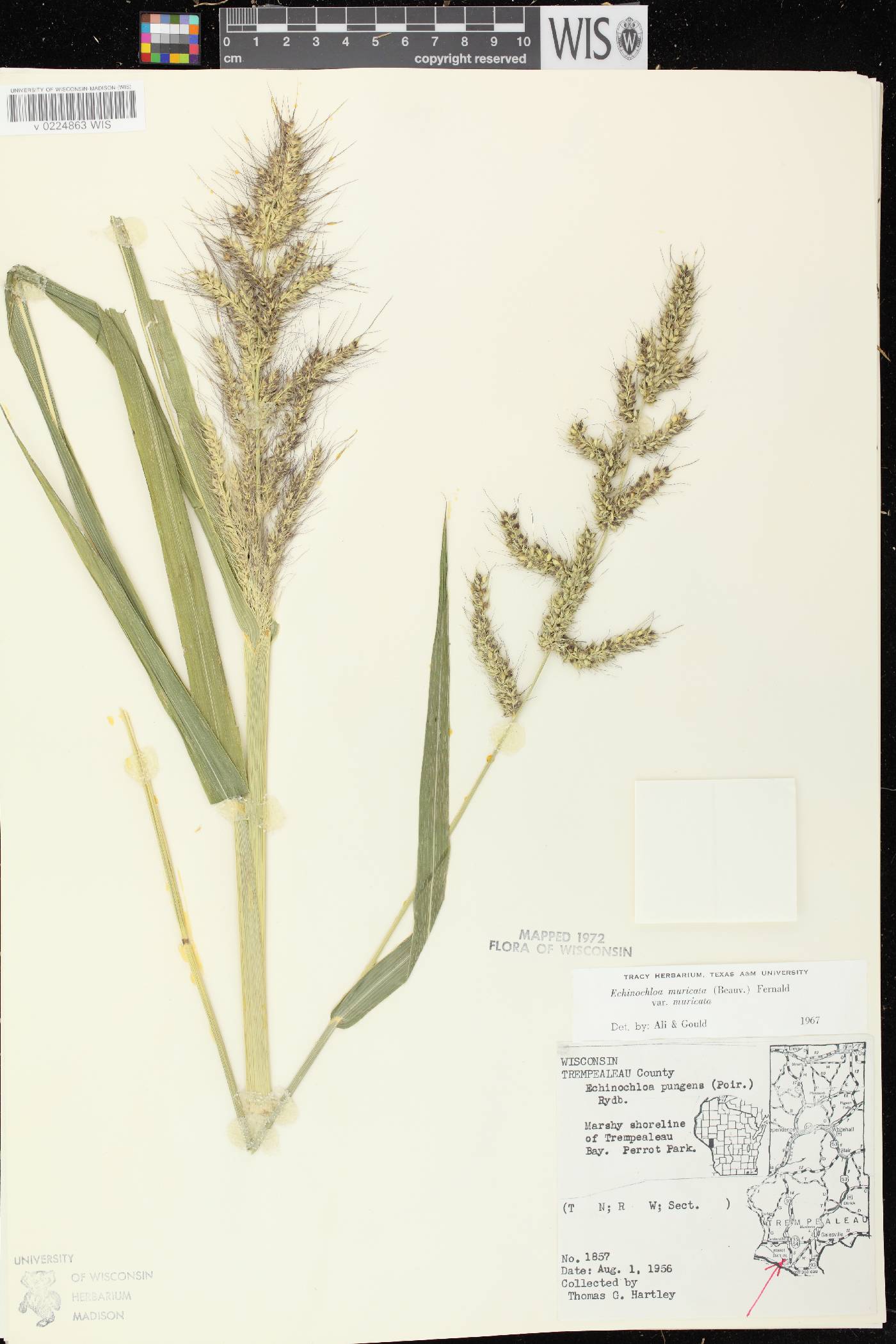 Echinochloa muricata var. muricata image
