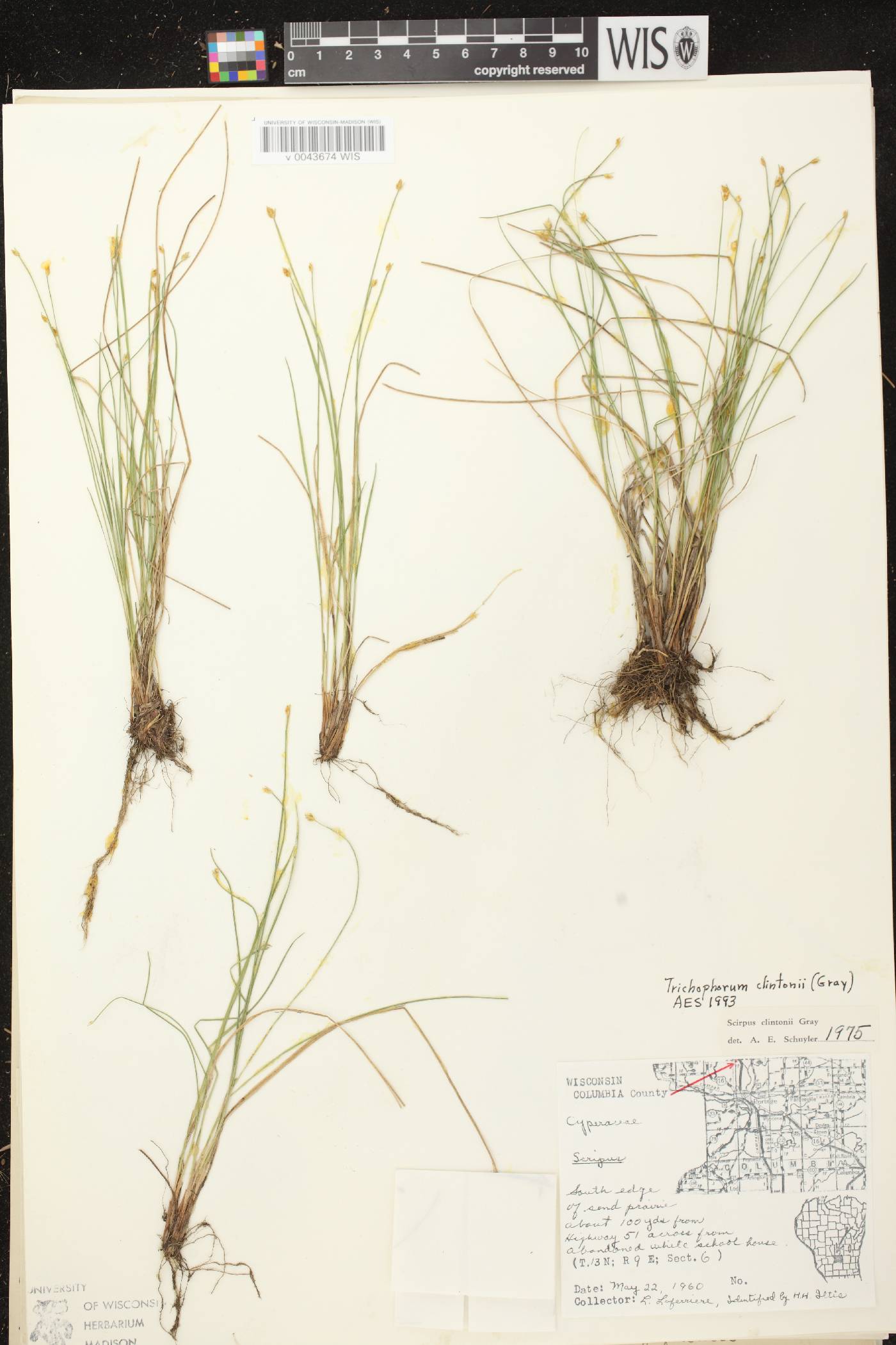 Trichophorum clintonii image