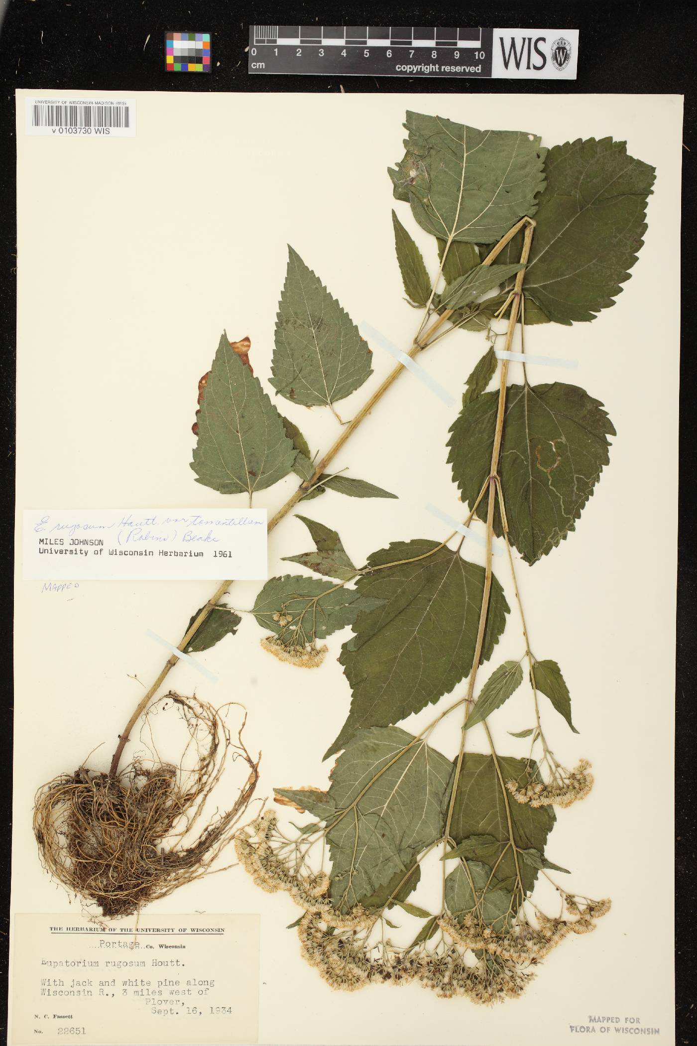 Ageratina altissima image