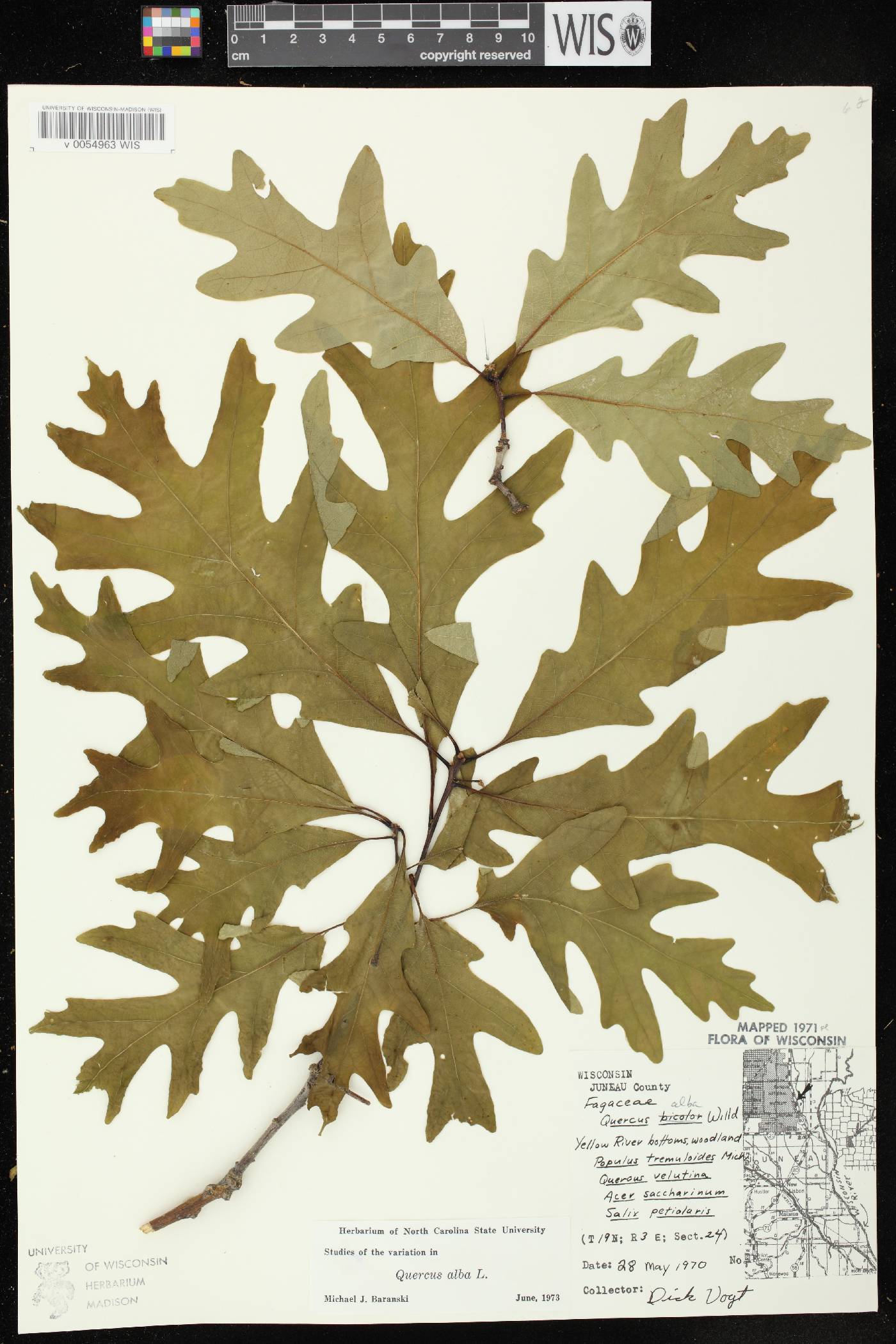Quercus alba image