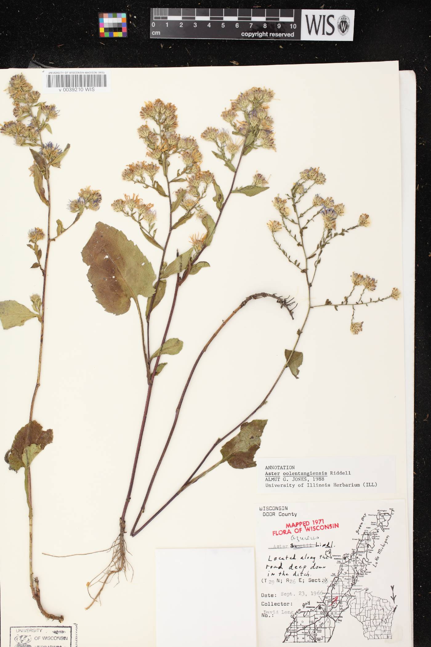 Symphyotrichum oolentangiense image