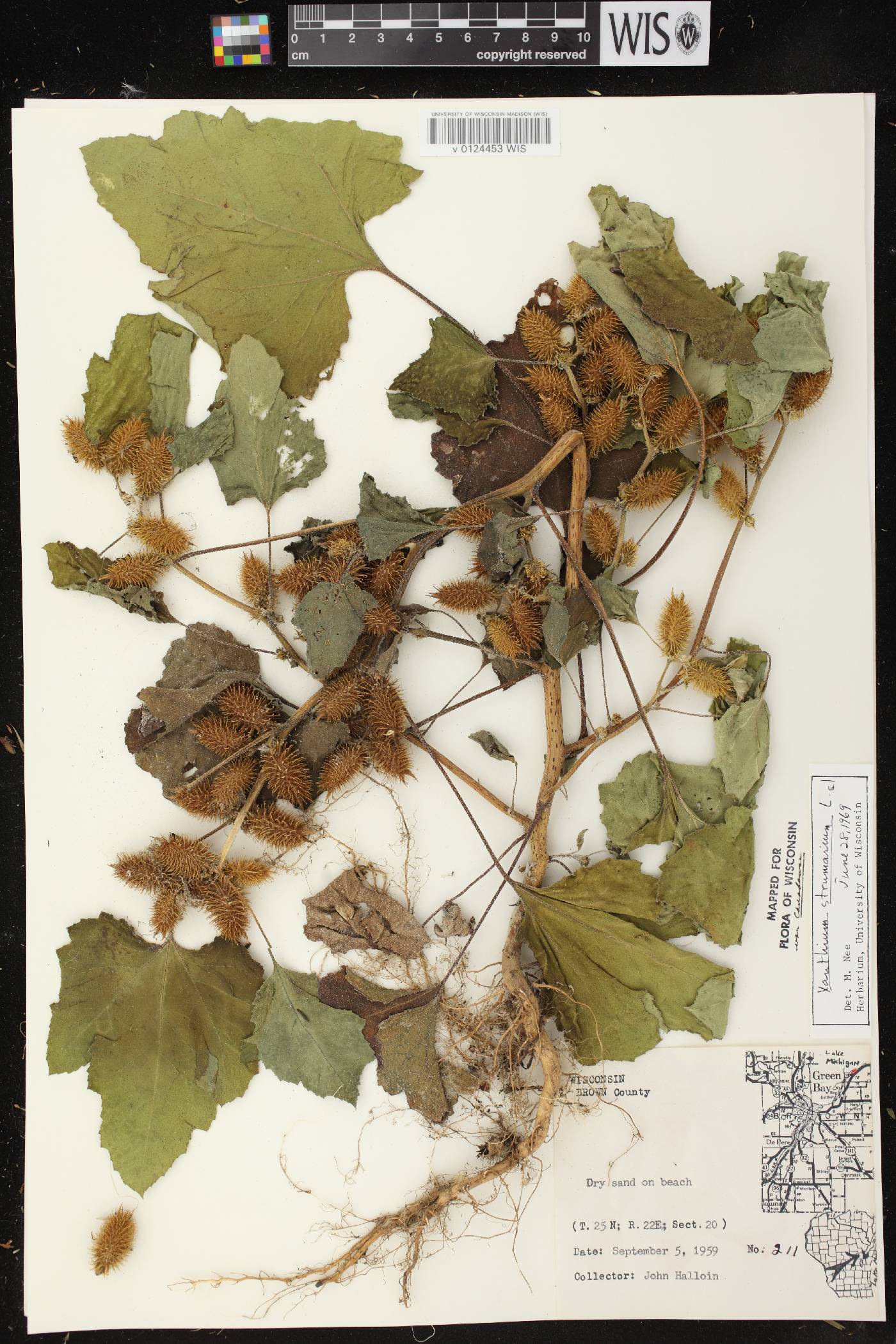 Xanthium strumarium image