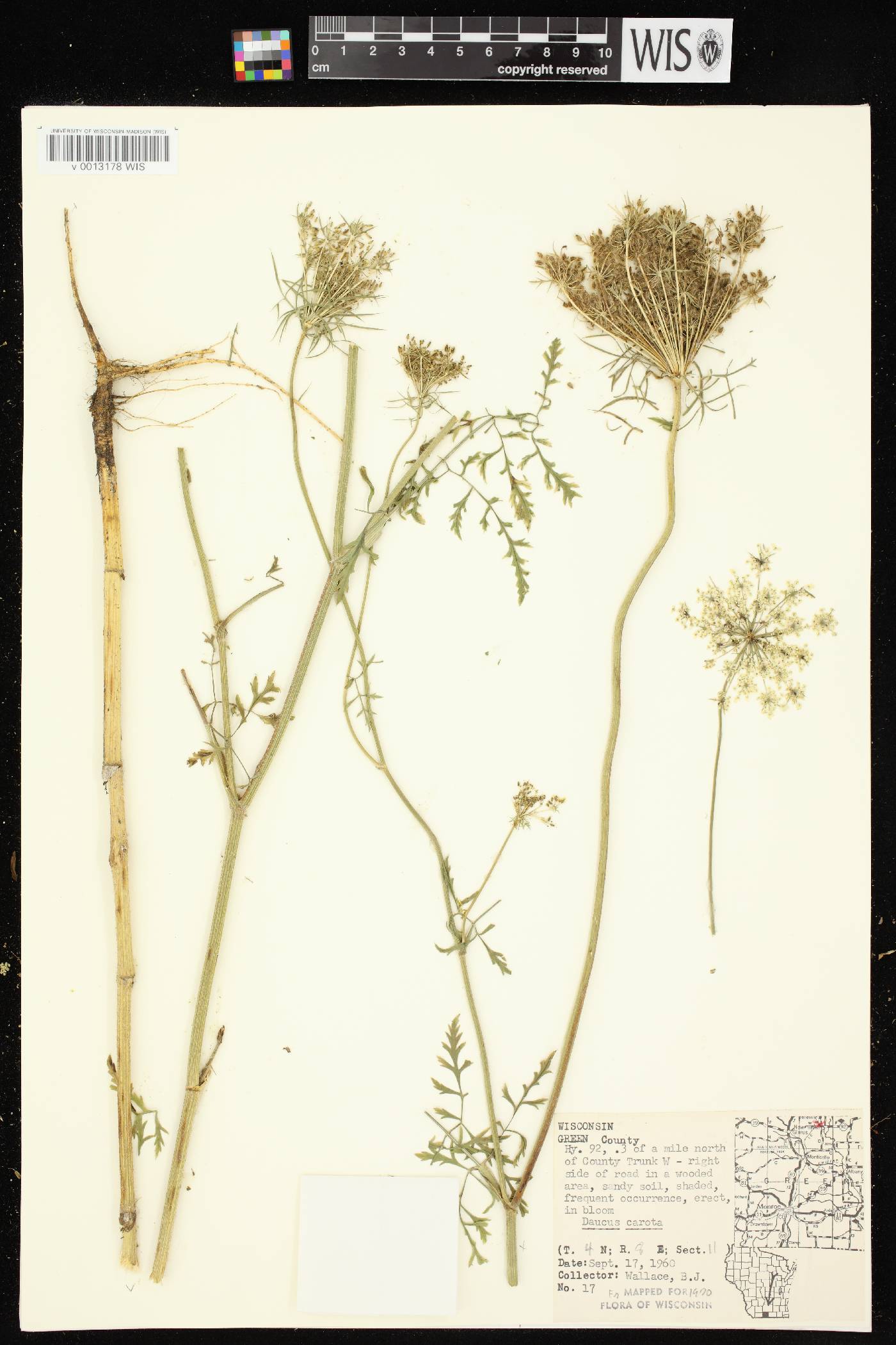 Daucus carota image
