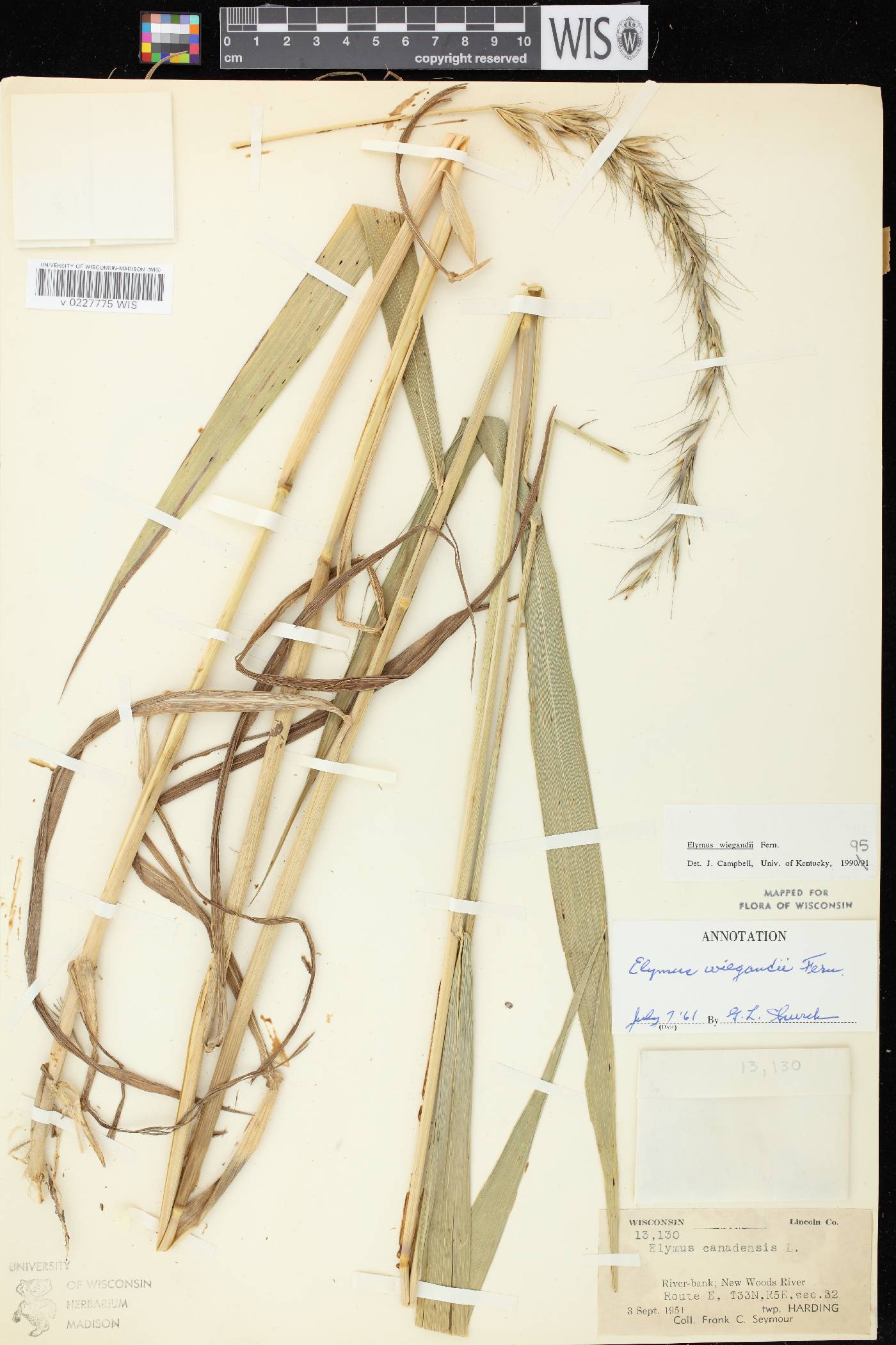 Elymus wiegandii image
