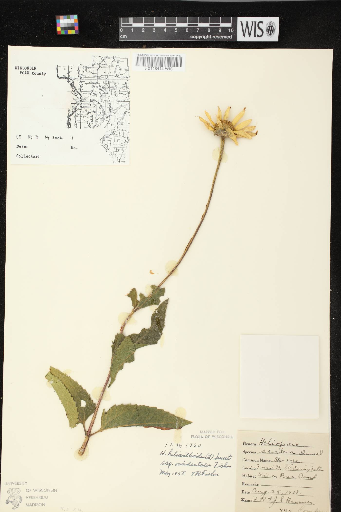 Heliopsis helianthoides image