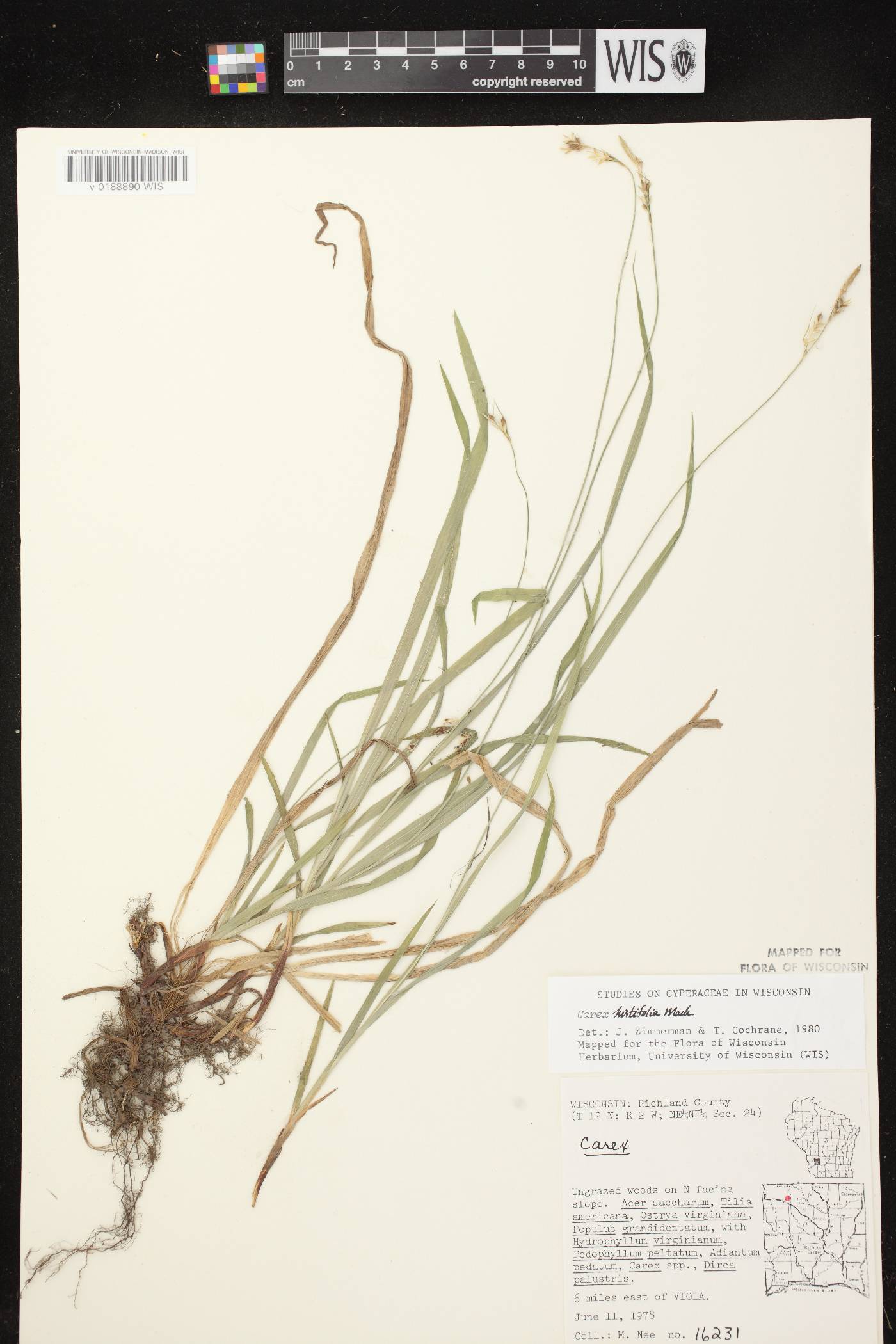 Carex hirtifolia image