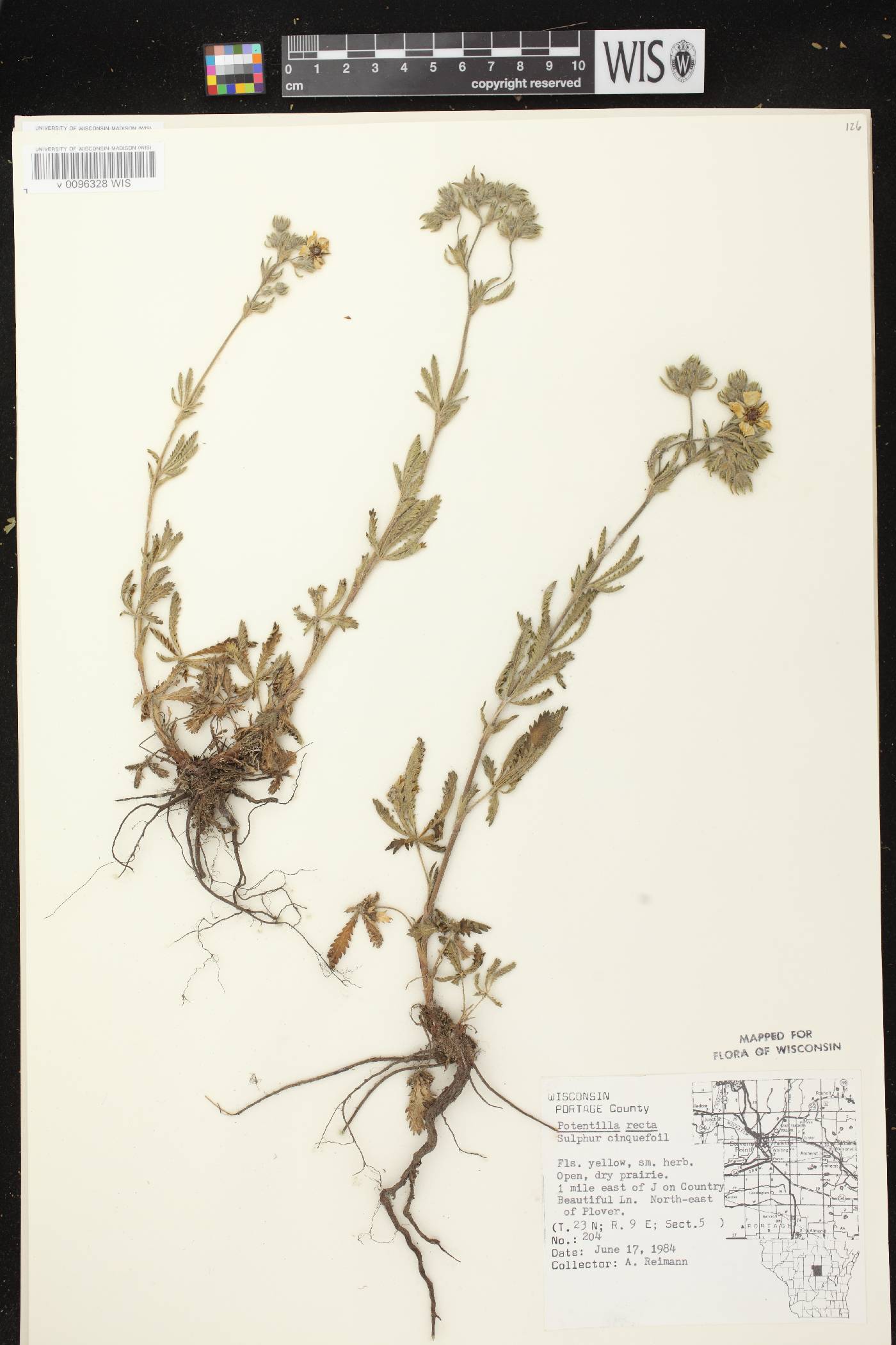 Potentilla recta image