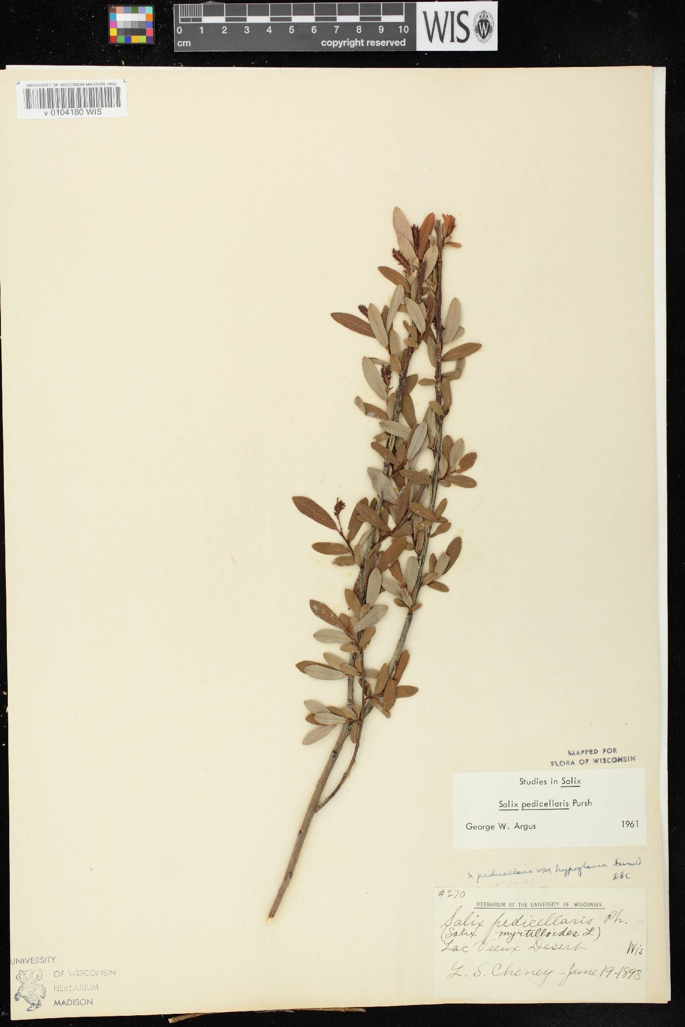 Salix pedicellaris image