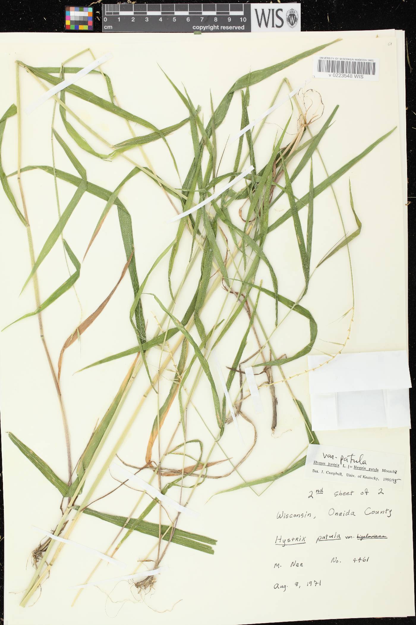 Elymus hystrix var. hystrix image