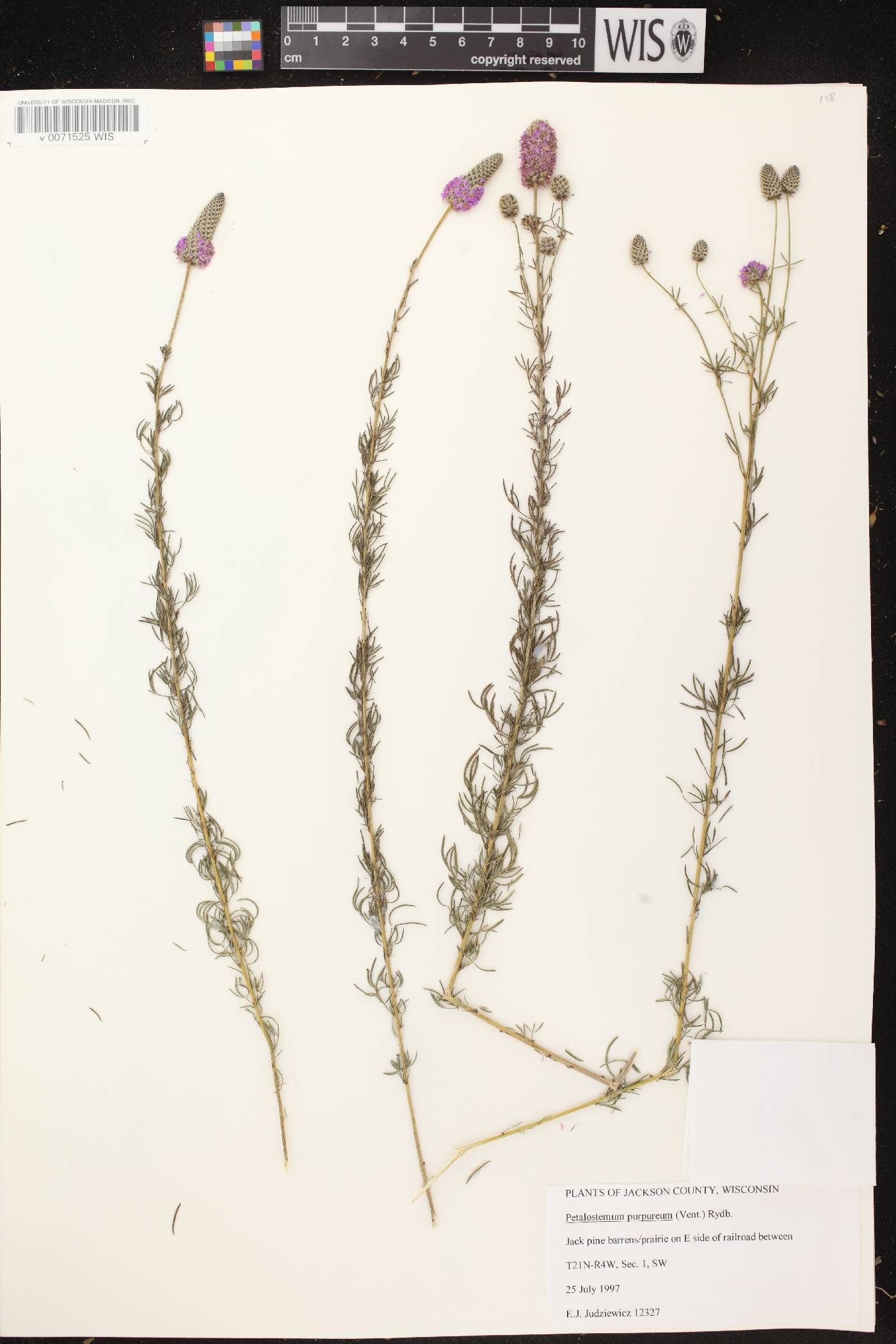 Dalea purpurea var. purpurea image
