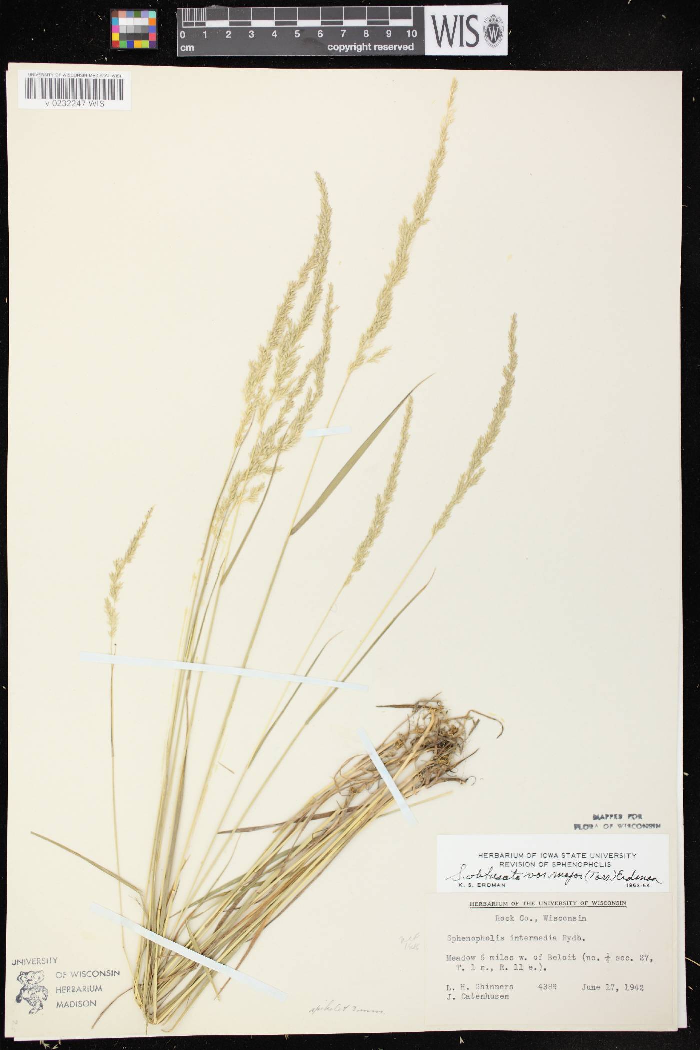 Sphenopholis intermedia image