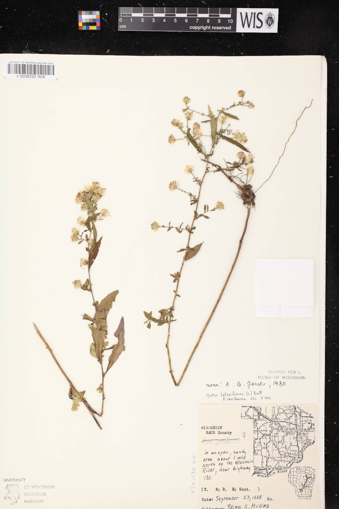 Symphyotrichum lateriflorum image
