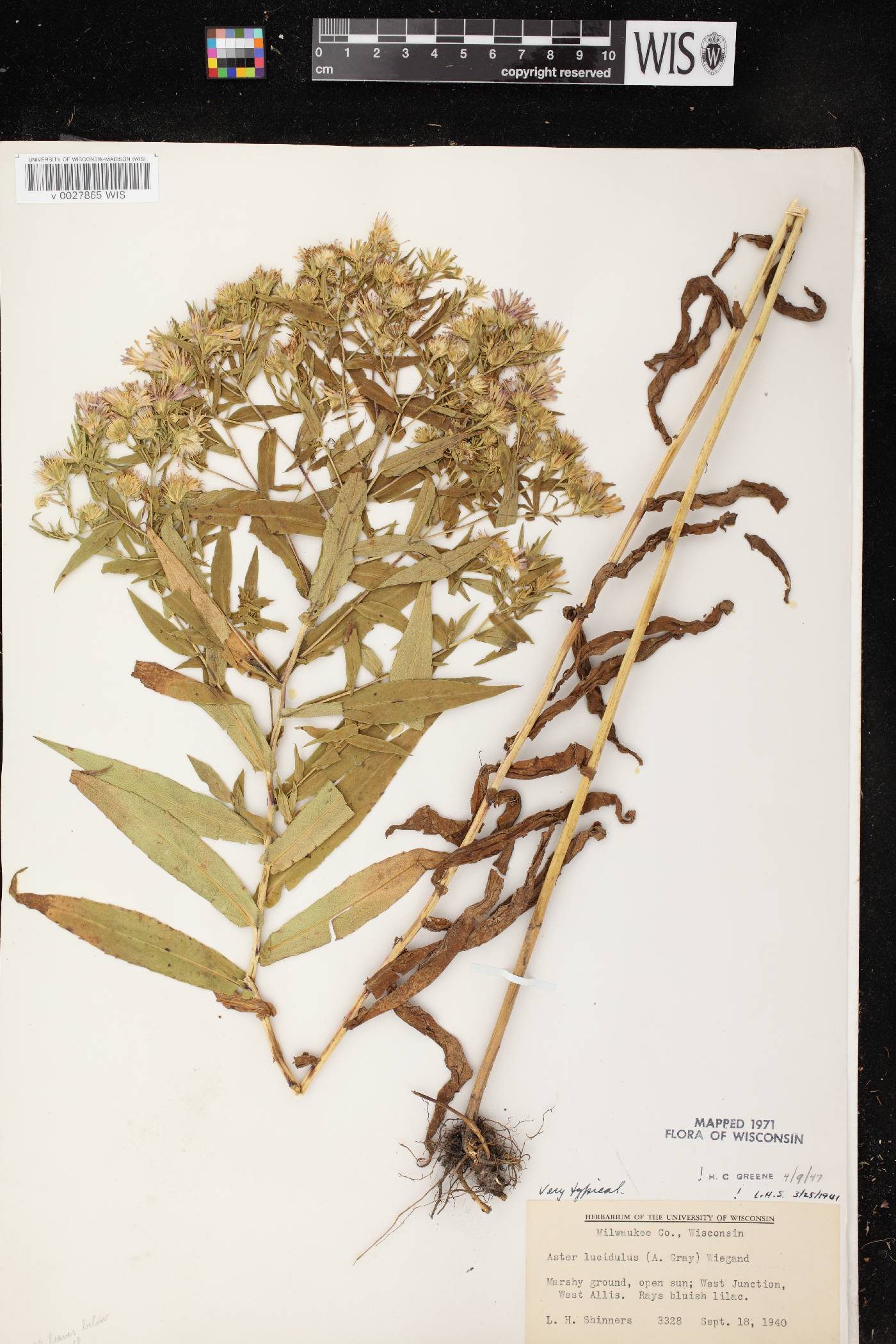 Symphyotrichum firmum image