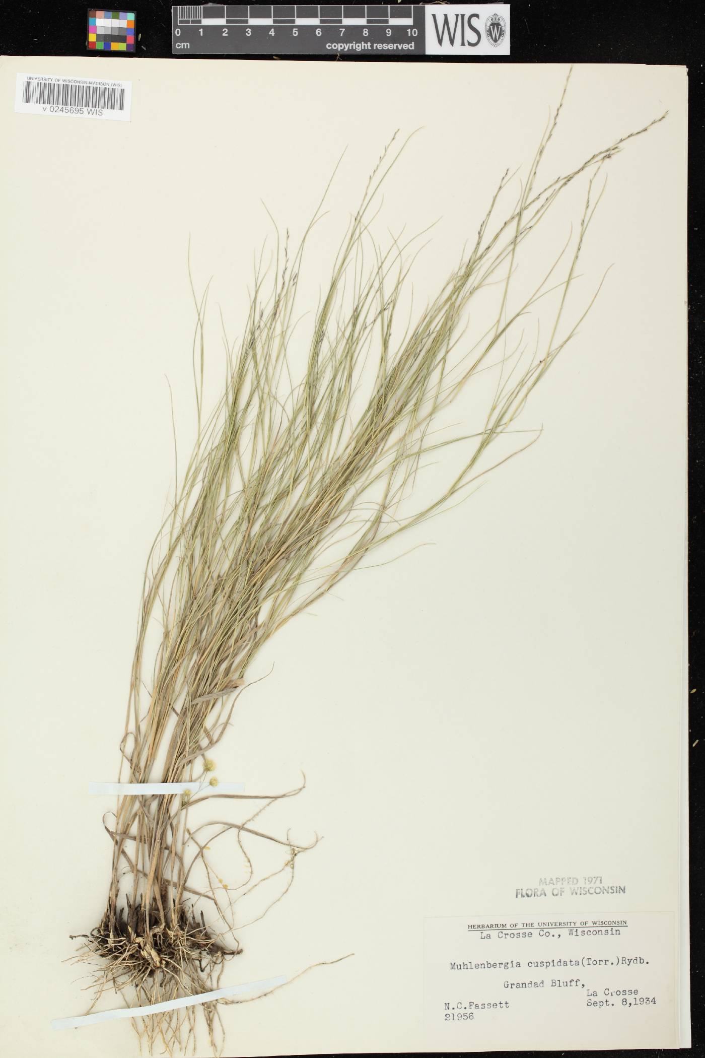 Muhlenbergia cuspidata image