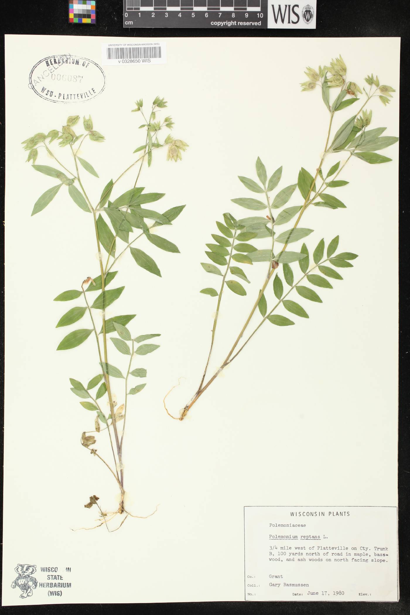 Polemonium reptans var. reptans image