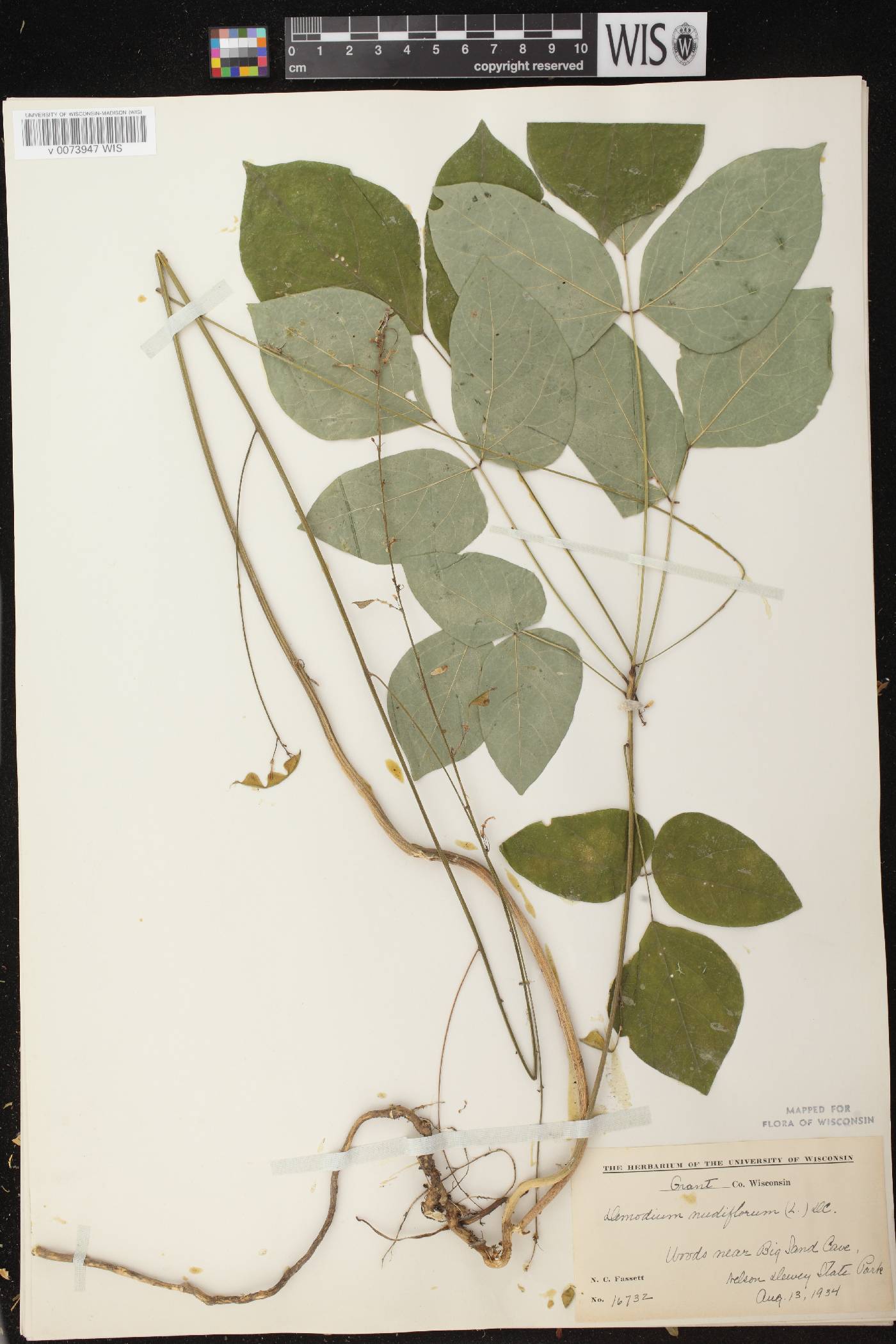 Hylodesmum nudiflorum image