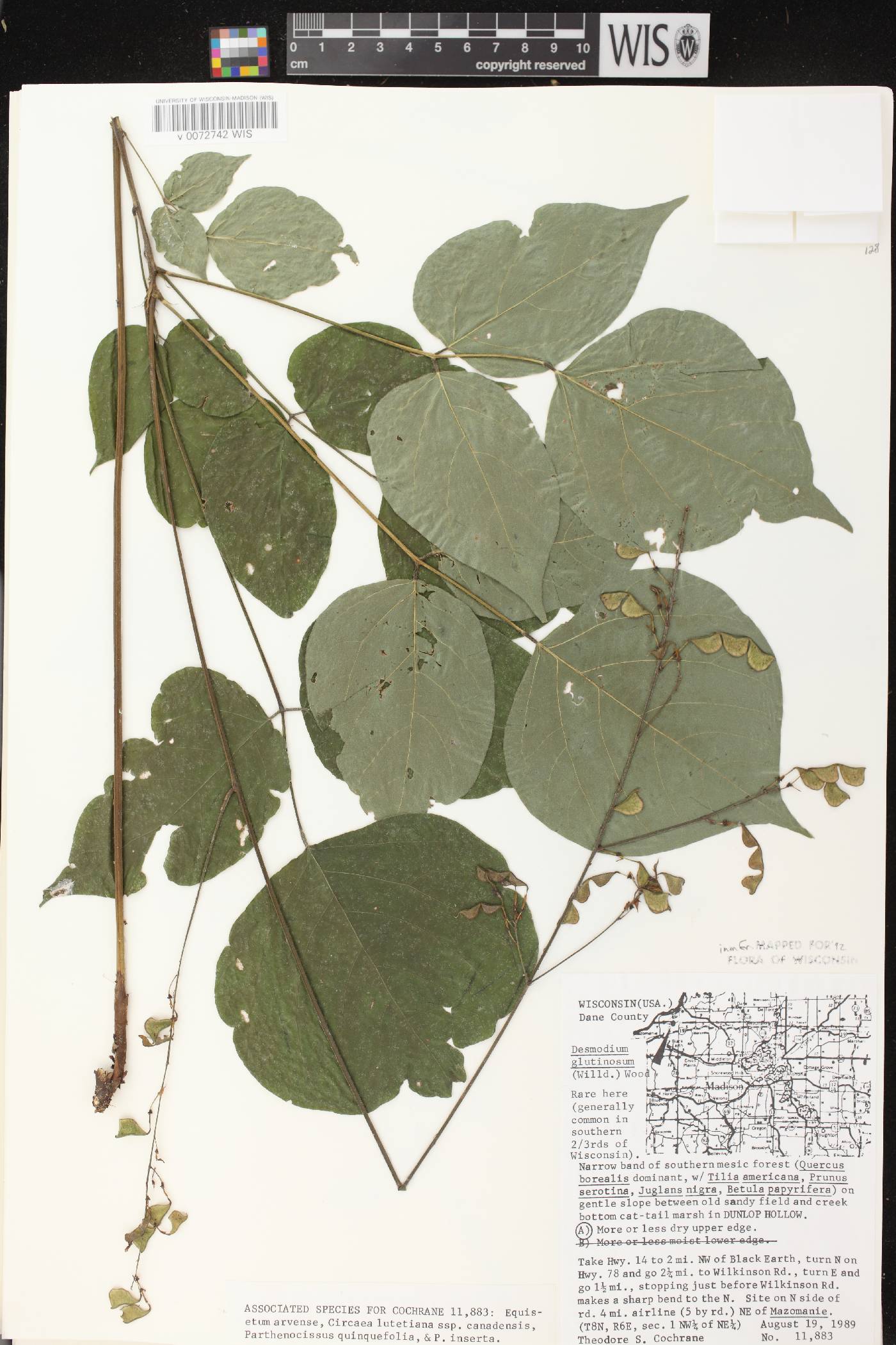 Hylodesmum glutinosum image