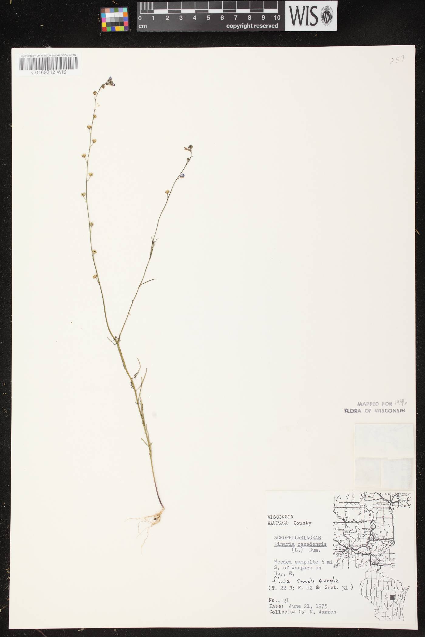 Nuttallanthus canadensis image
