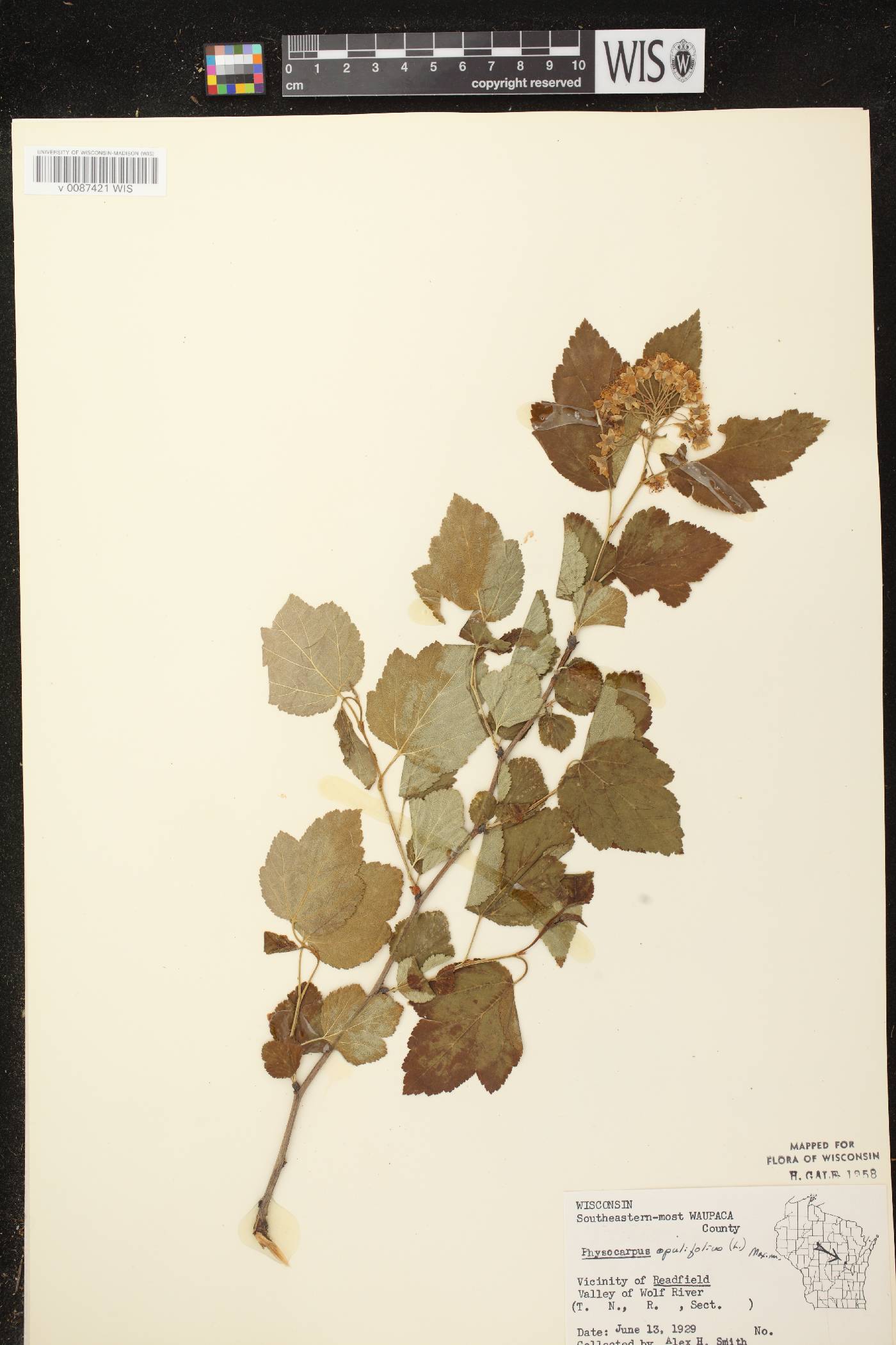 Physocarpus opulifolius image