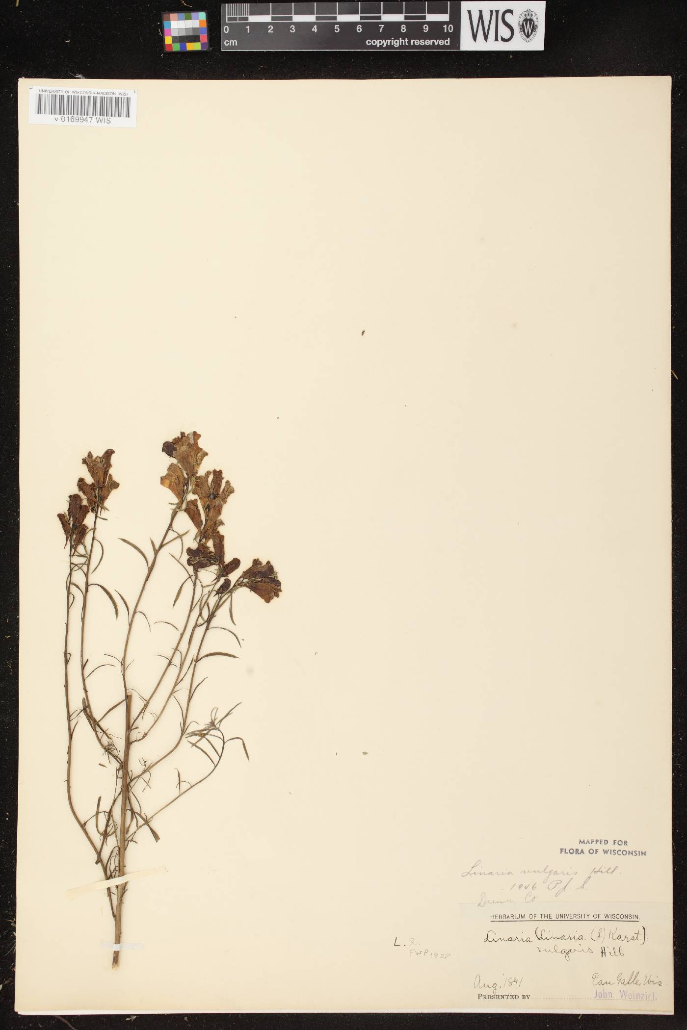 Linaria vulgaris image