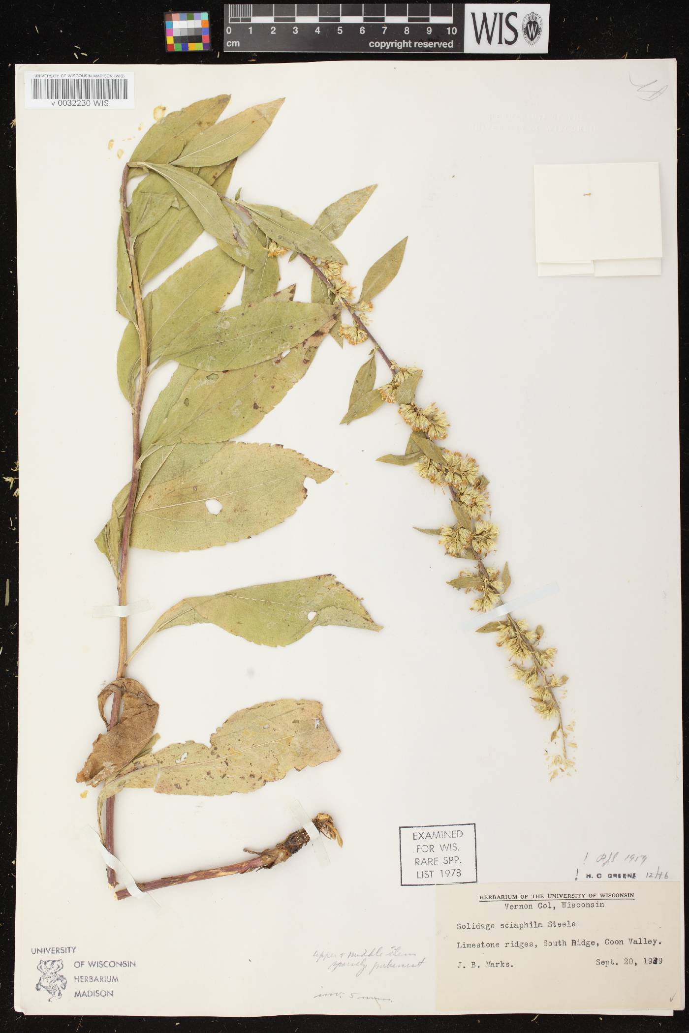 Solidago sciaphila image