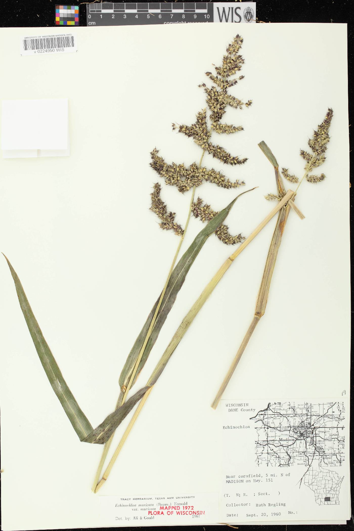 Echinochloa muricata var. muricata image