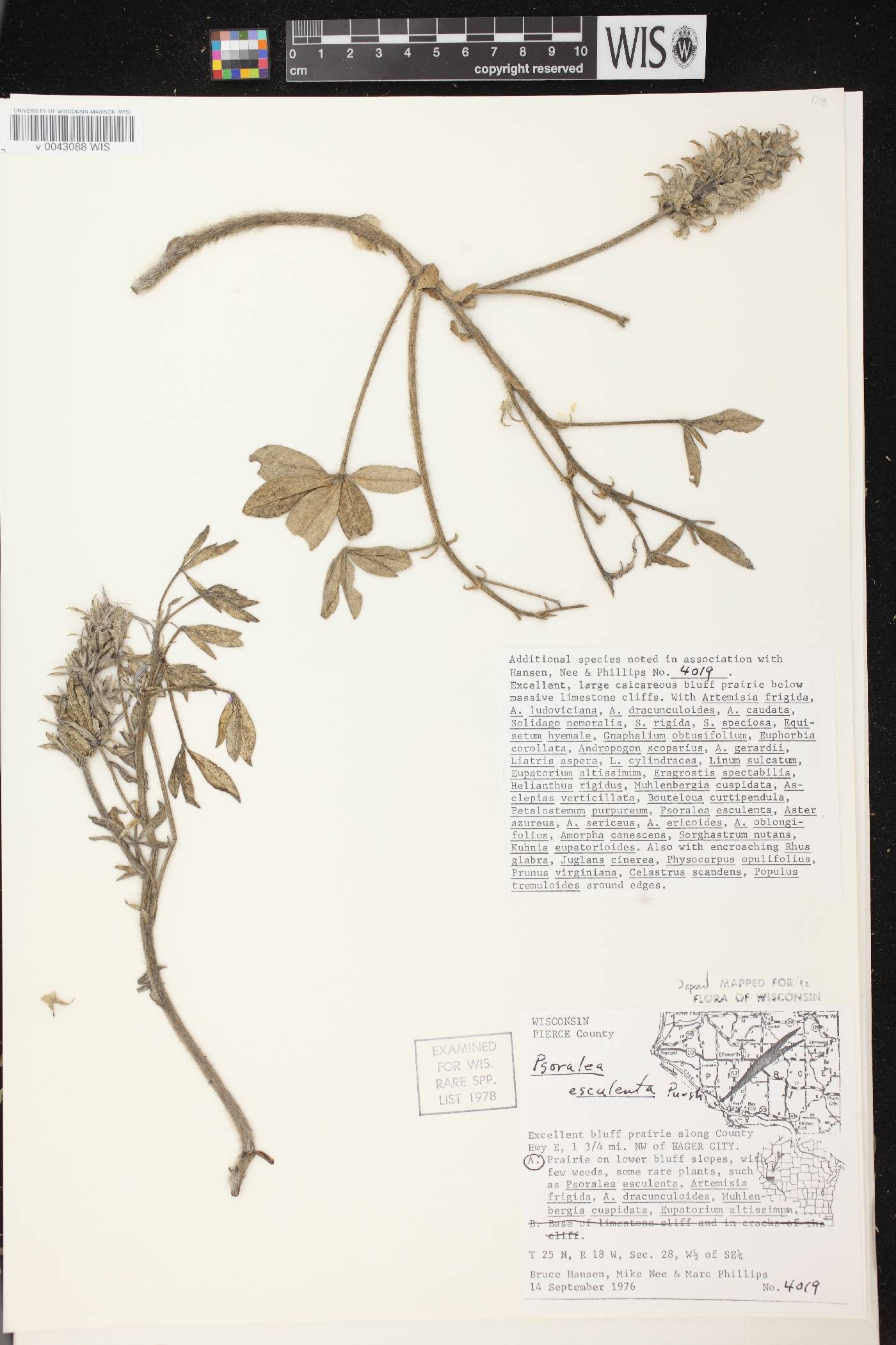 Pediomelum esculentum image