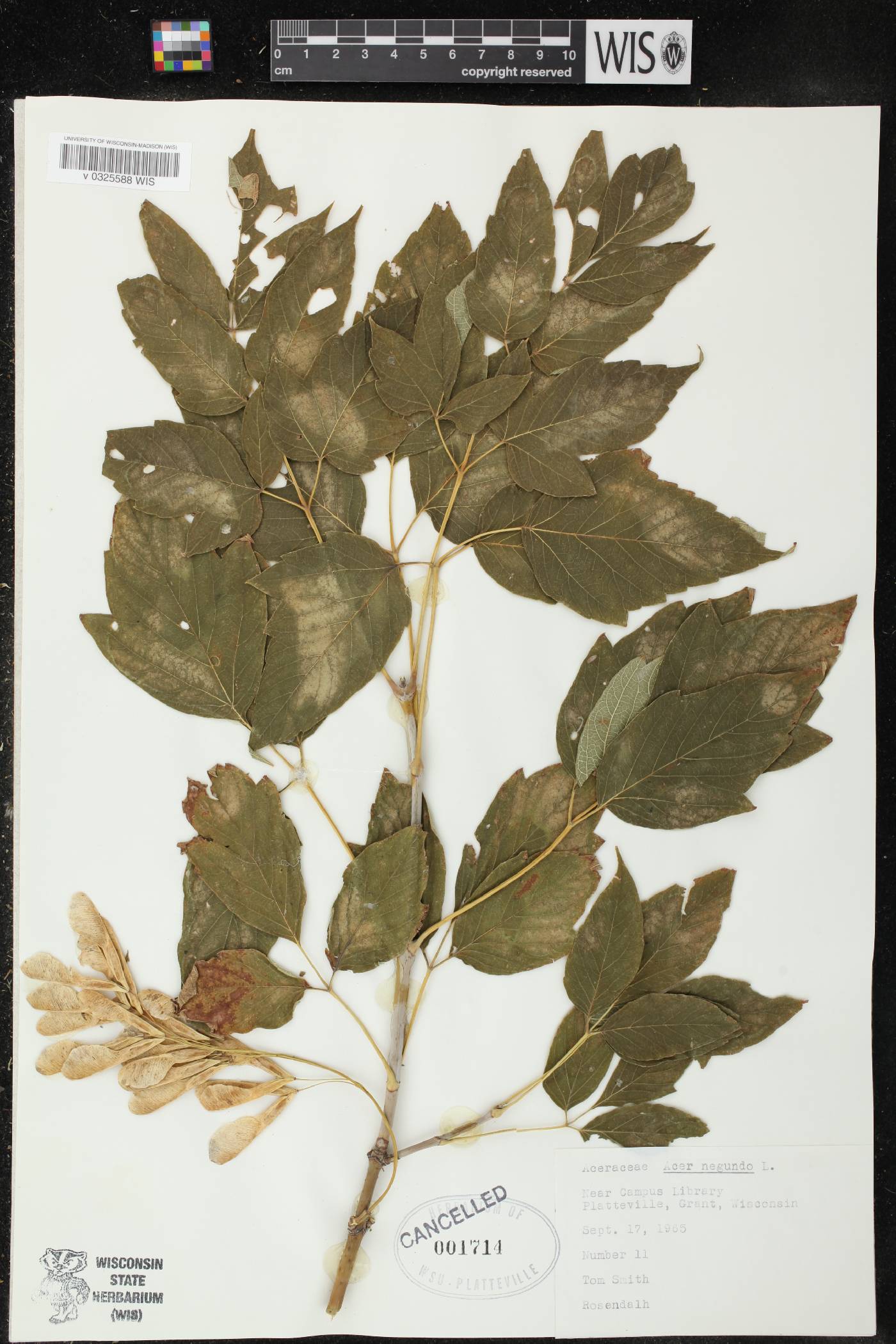 Acer negundo image