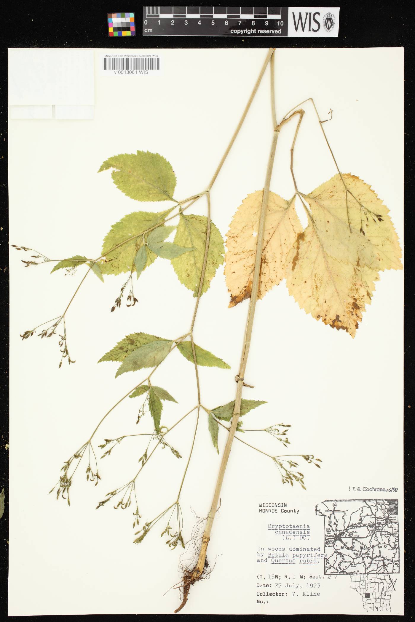 Cryptotaenia canadensis image