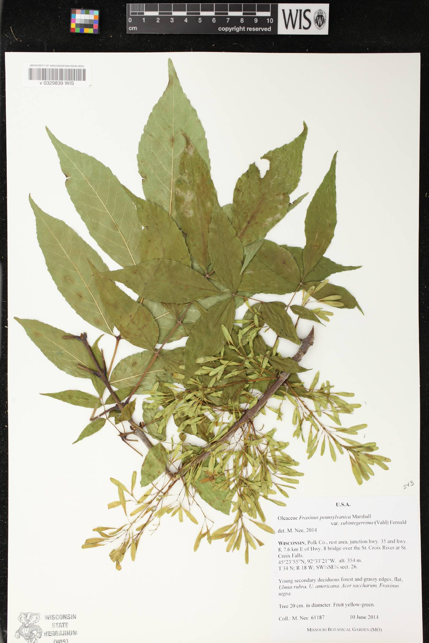 Fraxinus pennsylvanica image