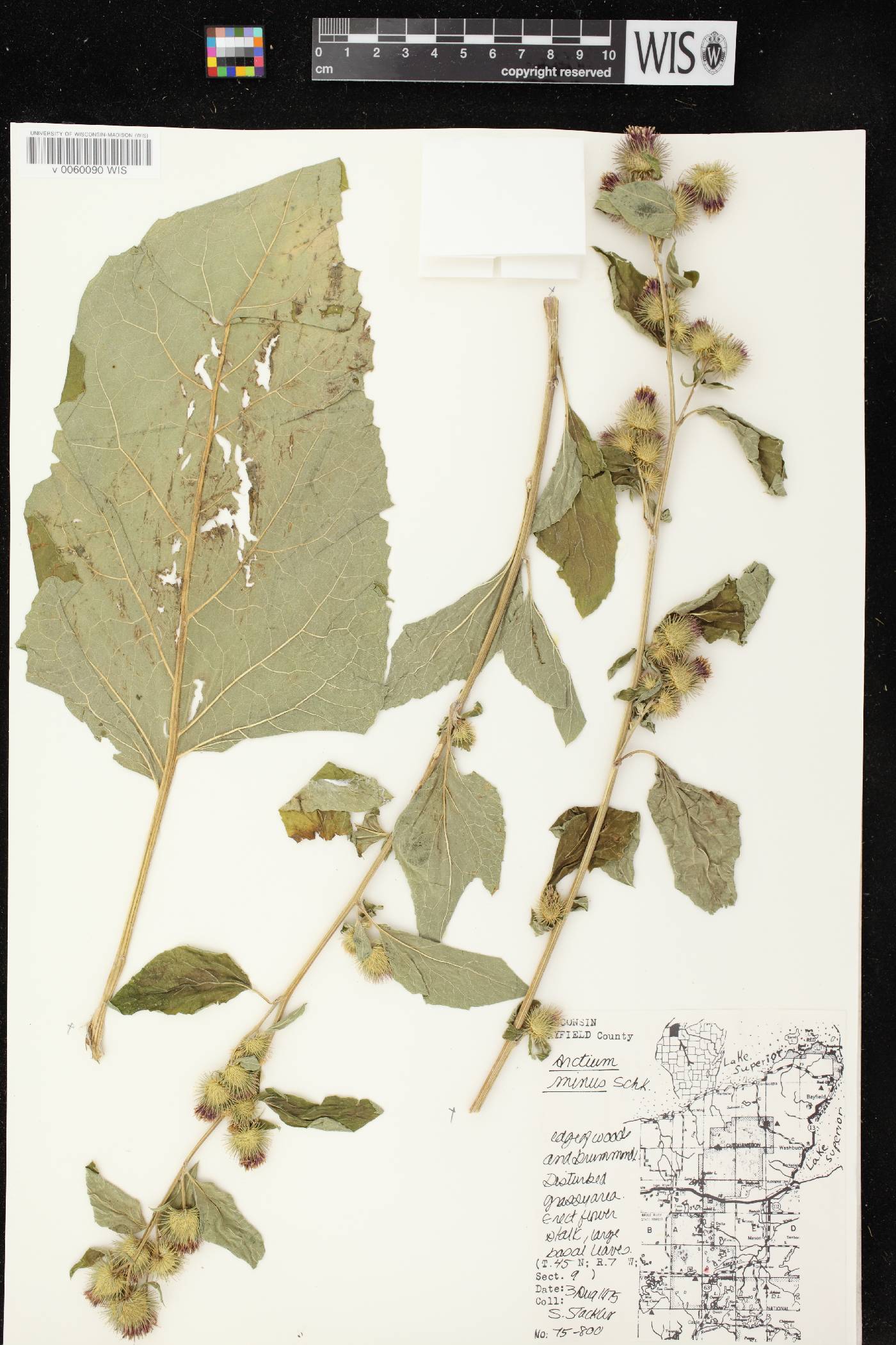 Arctium minus image