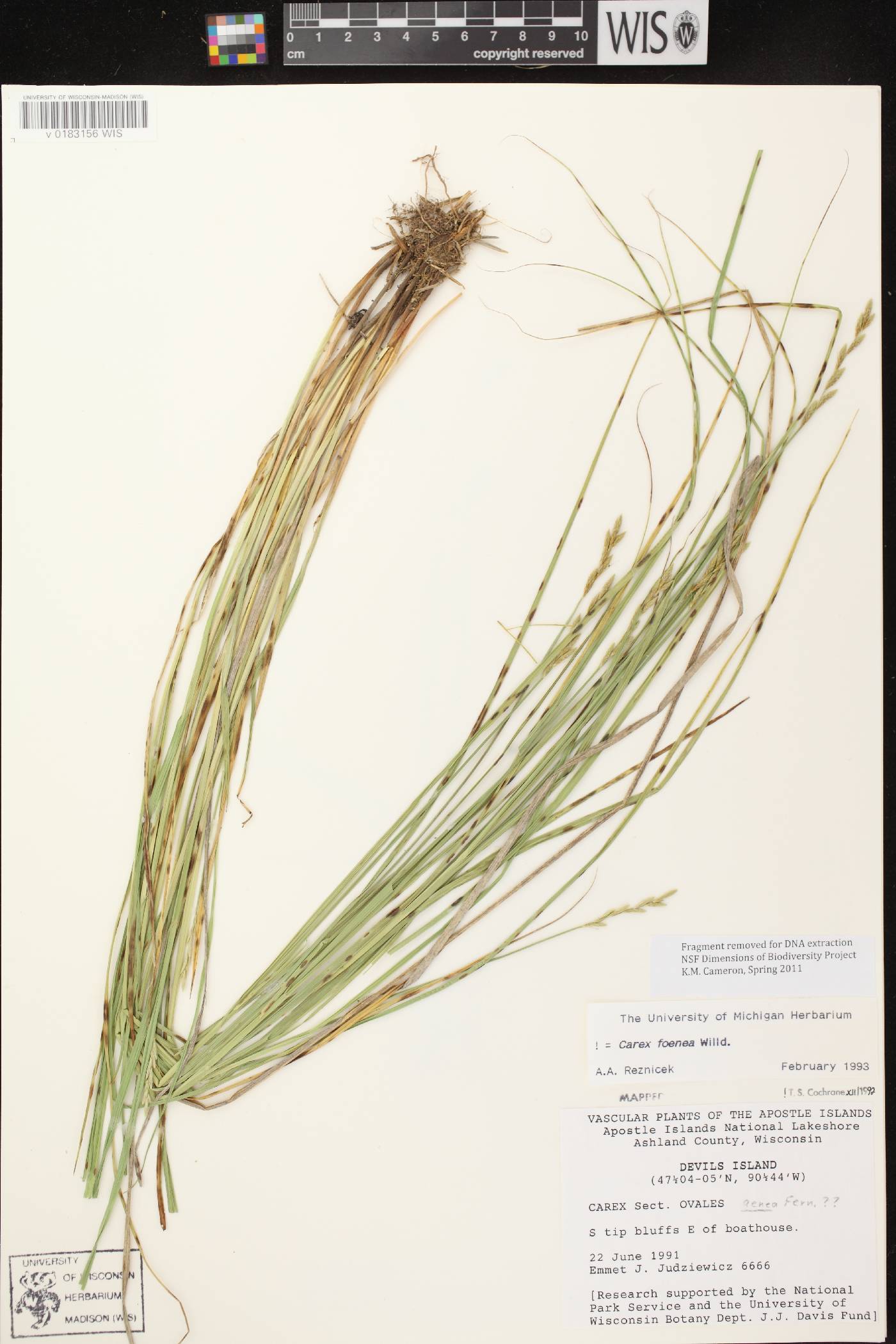Carex foenea image