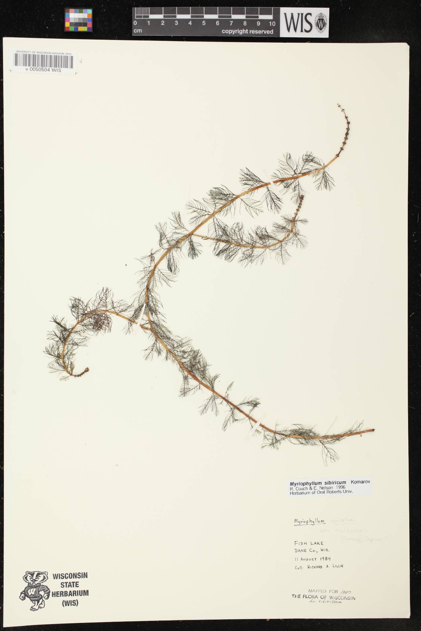 Myriophyllum sibiricum image