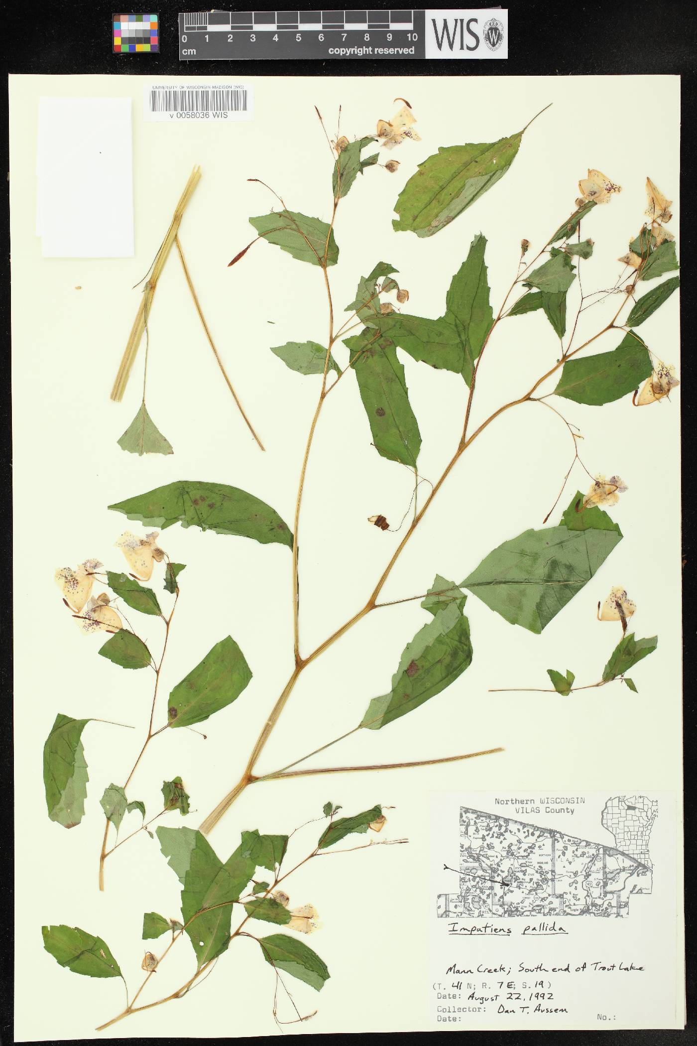 Impatiens pallida image