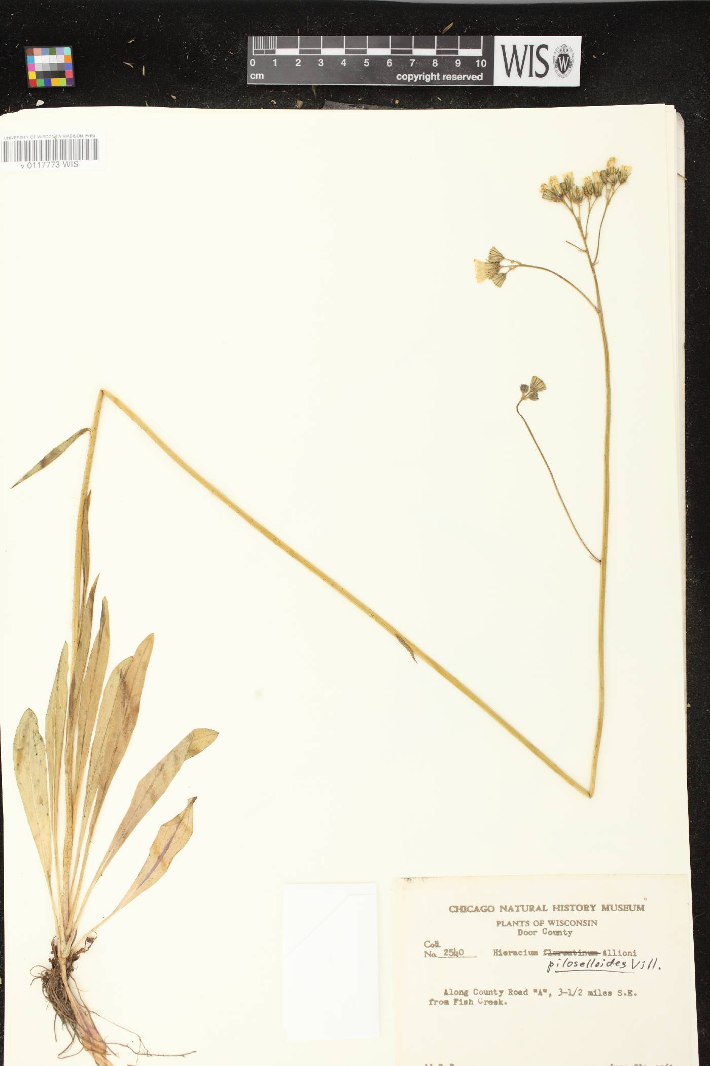 Hieracium piloselloides image