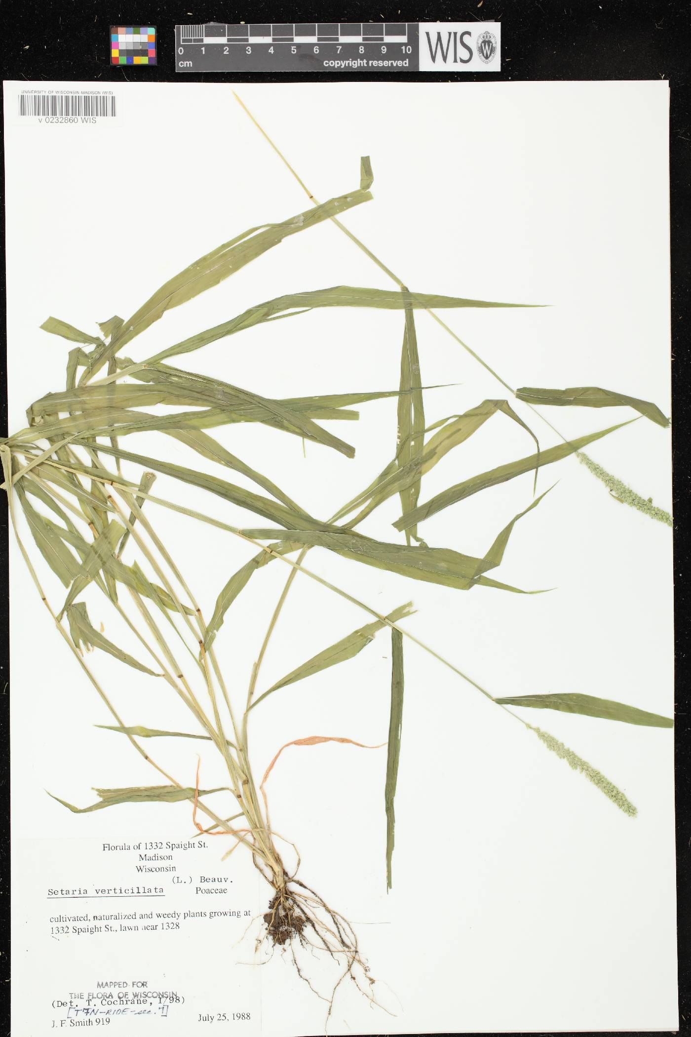 Setaria verticillata image