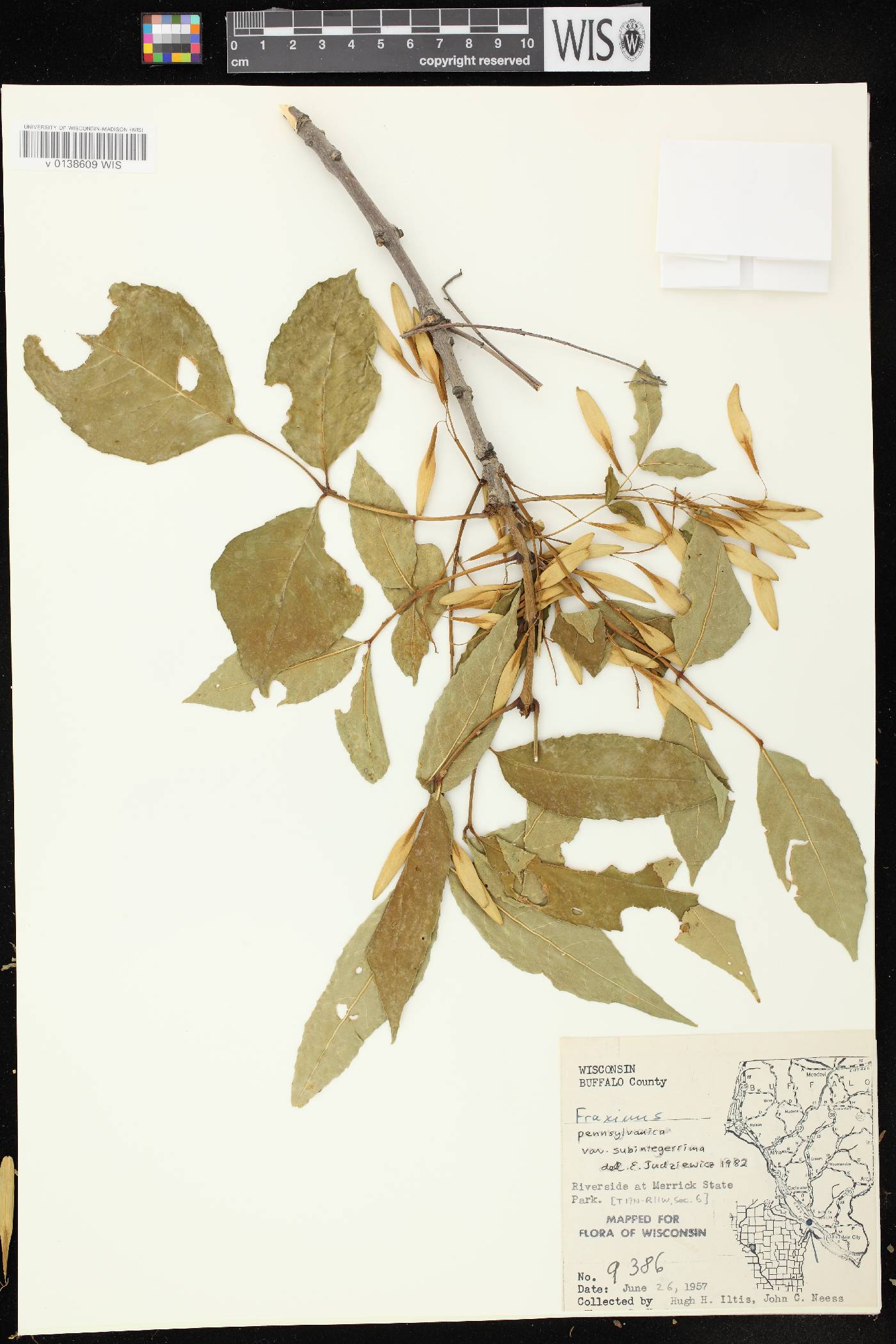 Fraxinus pennsylvanica image
