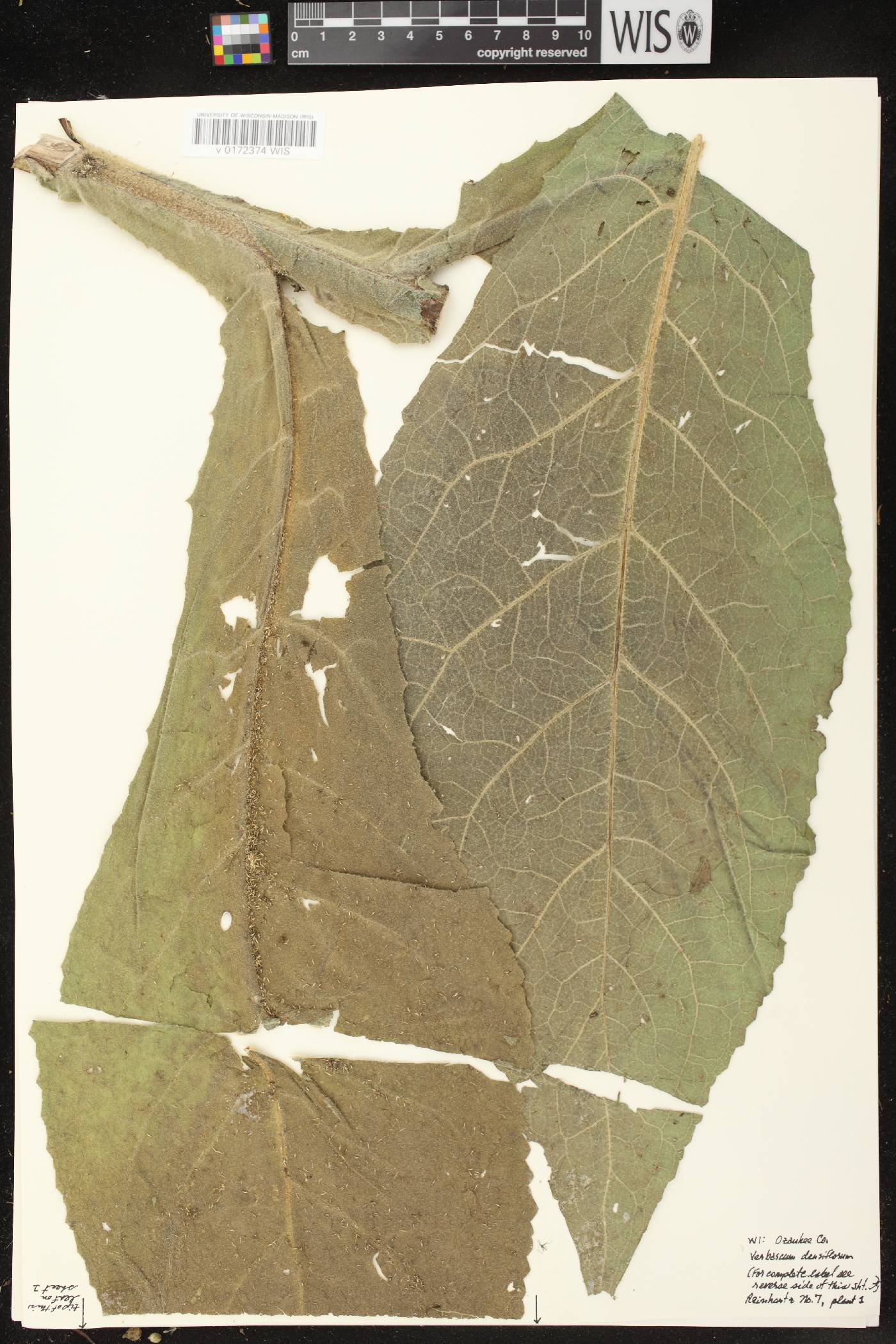 Verbascum densiflorum image